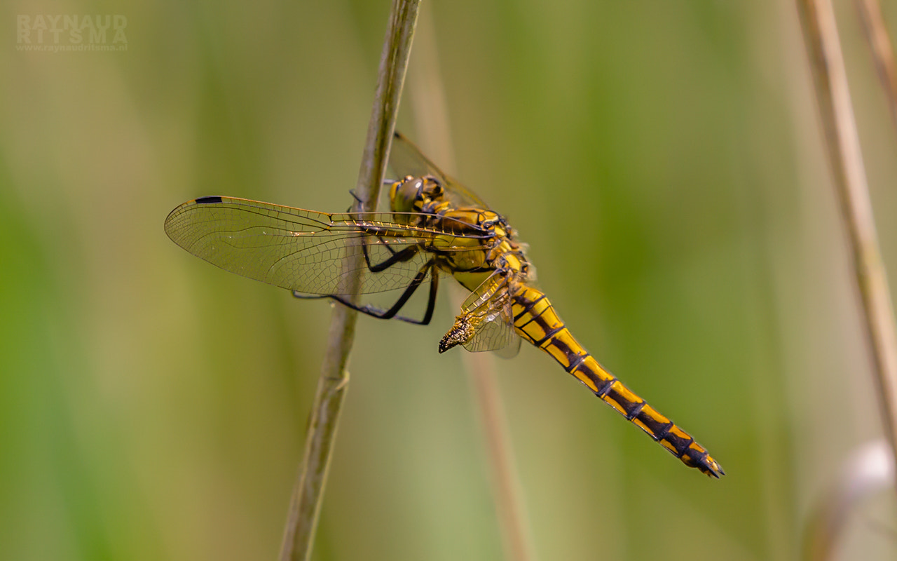 Canon EF 100-400mm F4.5-5.6L IS II USM sample photo. Dragonfly out in the sun... photography