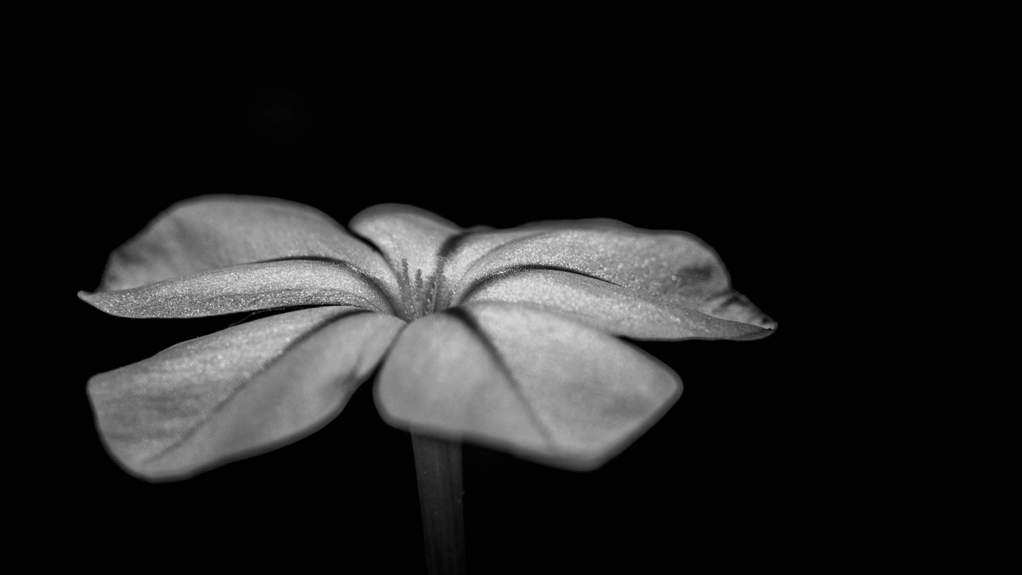 Panasonic Lumix DMC-GH3 sample photo. Sunlit flower photography