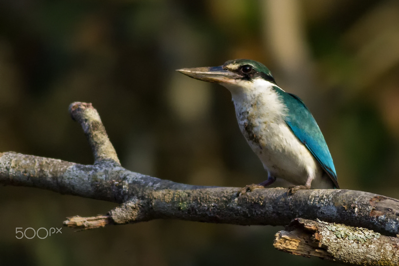 Canon EOS 60D + Canon EF 400mm F5.6L USM sample photo. Collared kingfisher photography
