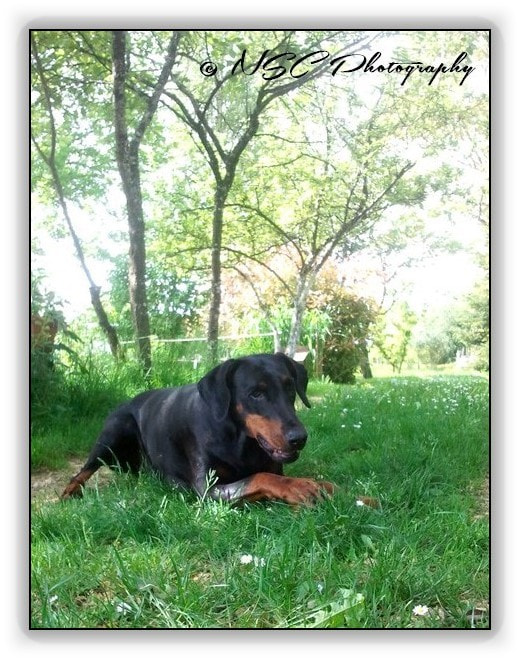 Samsung Galaxy S sample photo. My lovely girl chiswick ♥ / 23 photography