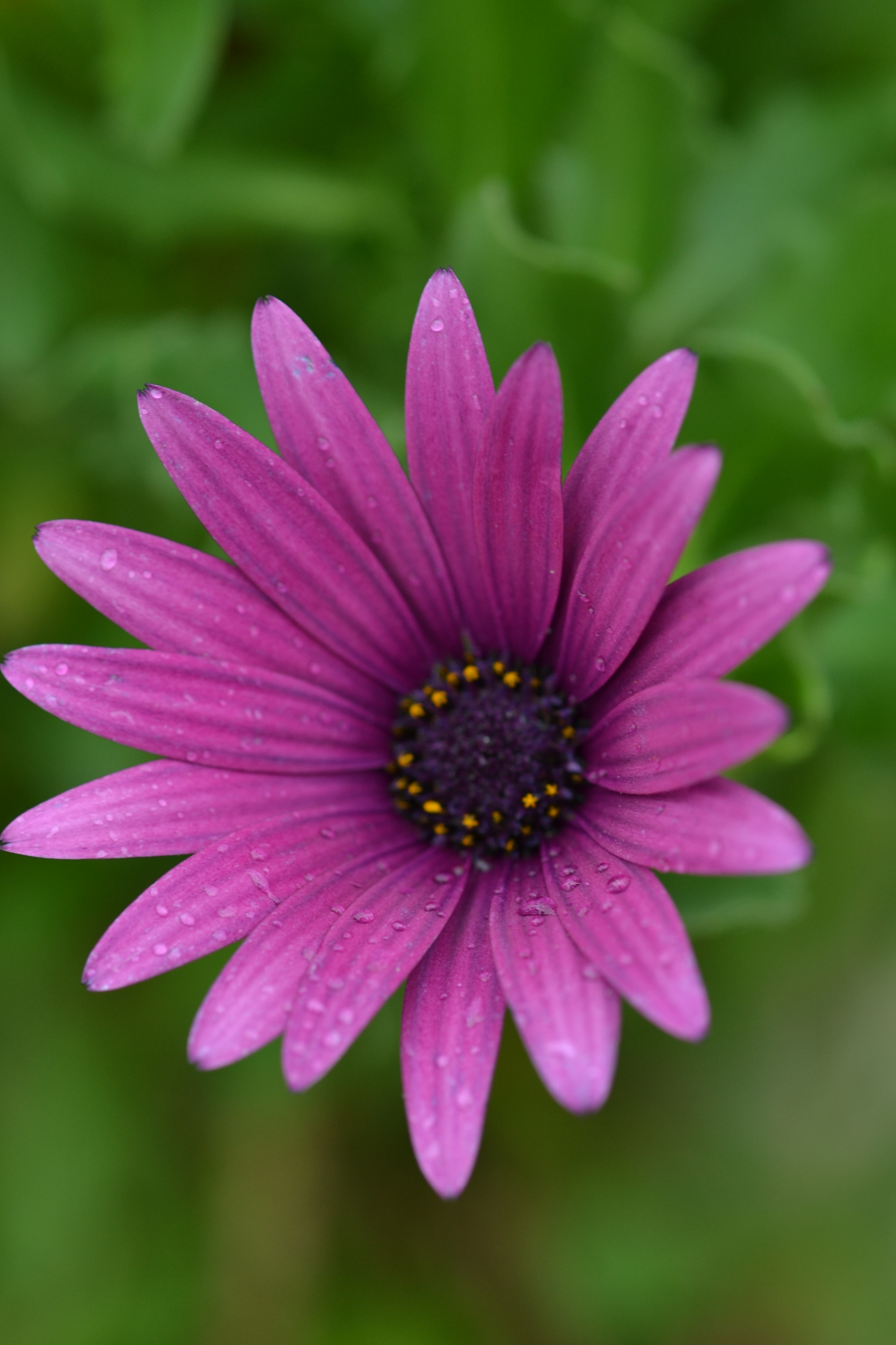 Nikon D3100 + Nikon AF Micro-Nikkor 60mm F2.8D sample photo. Dsc_0175.jpg photography