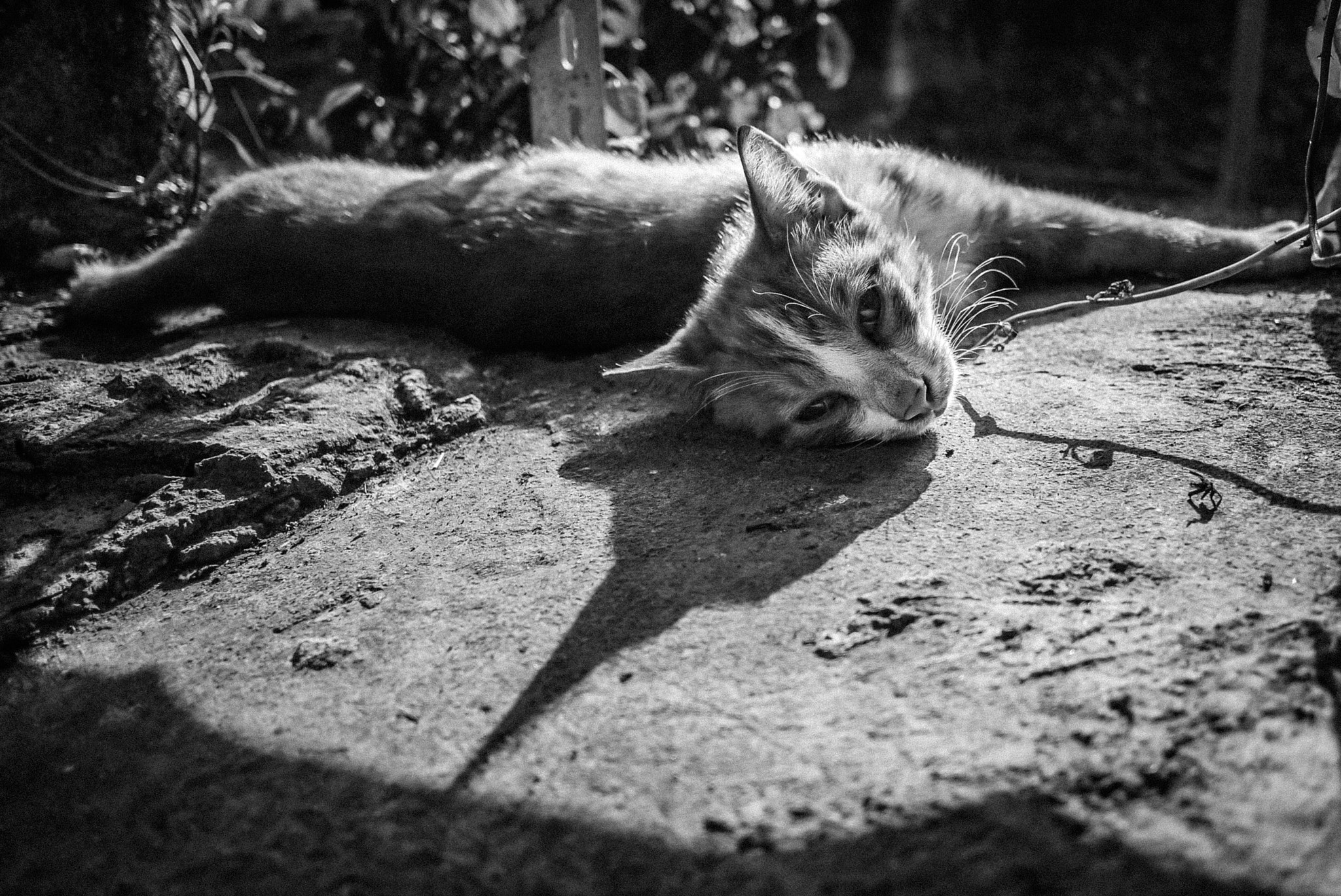 Panasonic Lumix DMC-GF2 + Panasonic Lumix G 14mm F2.5 ASPH sample photo. Little sunshine kitty photography