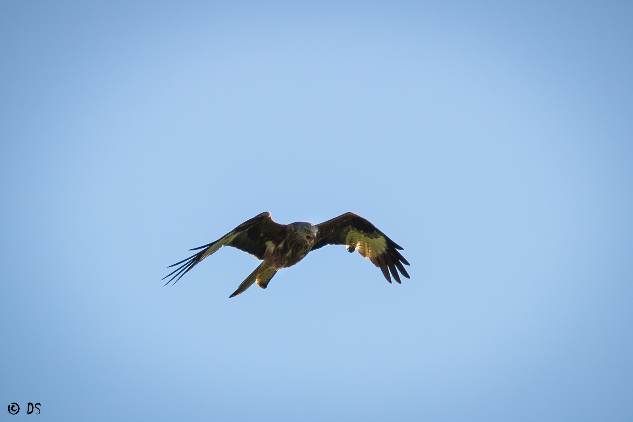 Tamron SP 150-600mm F5-6.3 Di VC USD sample photo. Rotmilan 1 photography