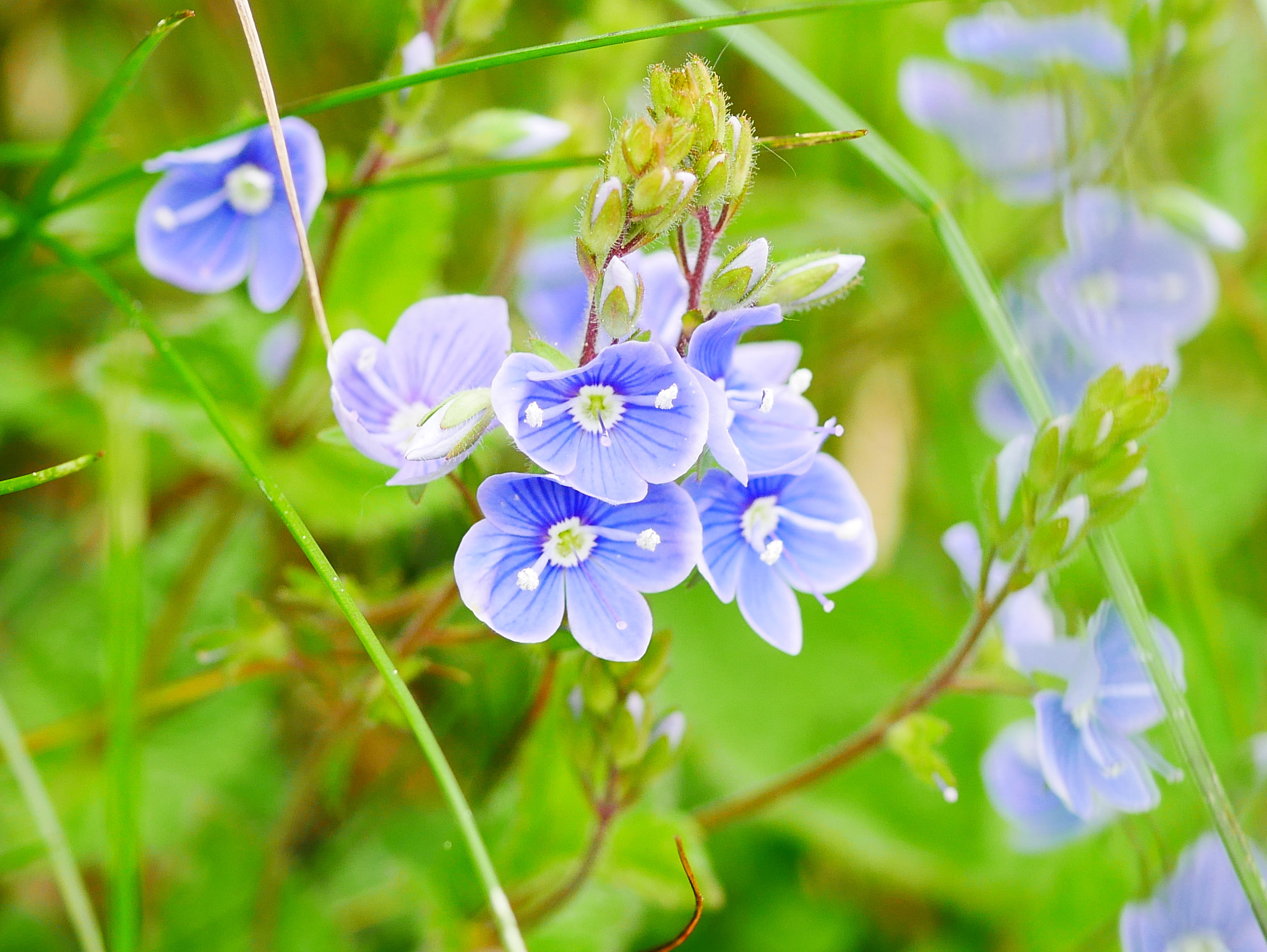 Panasonic Lumix G Macro 30mm F2.8 ASPH Mega OIS sample photo. Fleurs champêtre photography