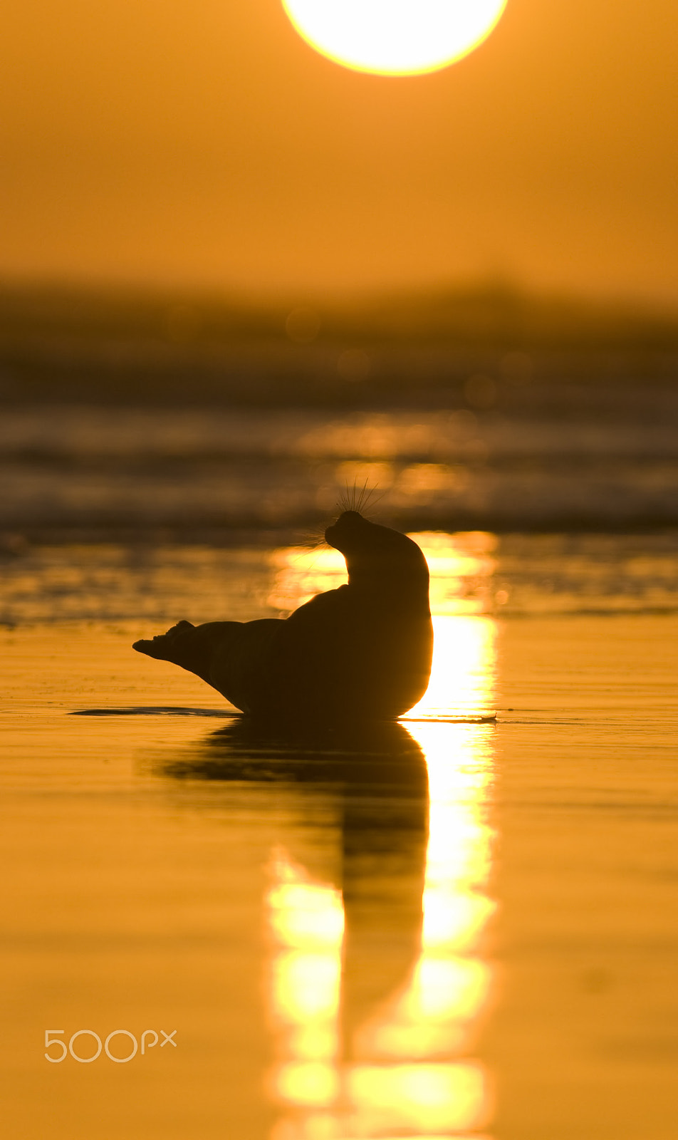 Sony Alpha DSLR-A700 + Minolta AF 400mm F4.5 HS-APO G sample photo. Seal silhouetted at dawn photography