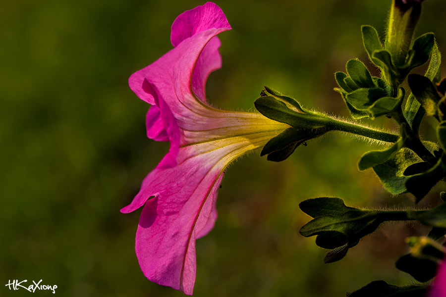Canon EF-S 60mm F2.8 Macro USM sample photo. Petunia photography