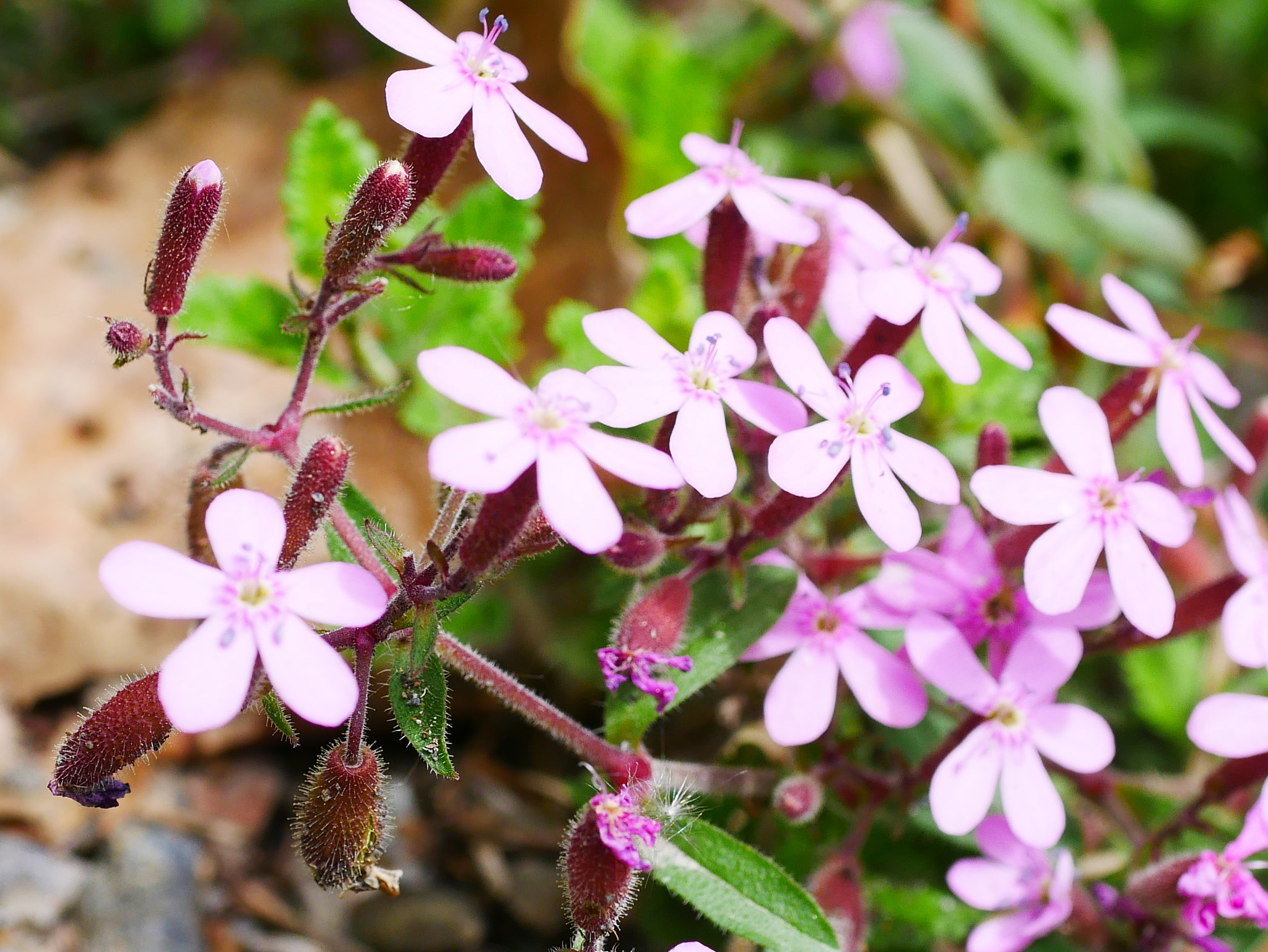 Panasonic Lumix G Macro 30mm F2.8 ASPH Mega OIS sample photo. A la roche photography