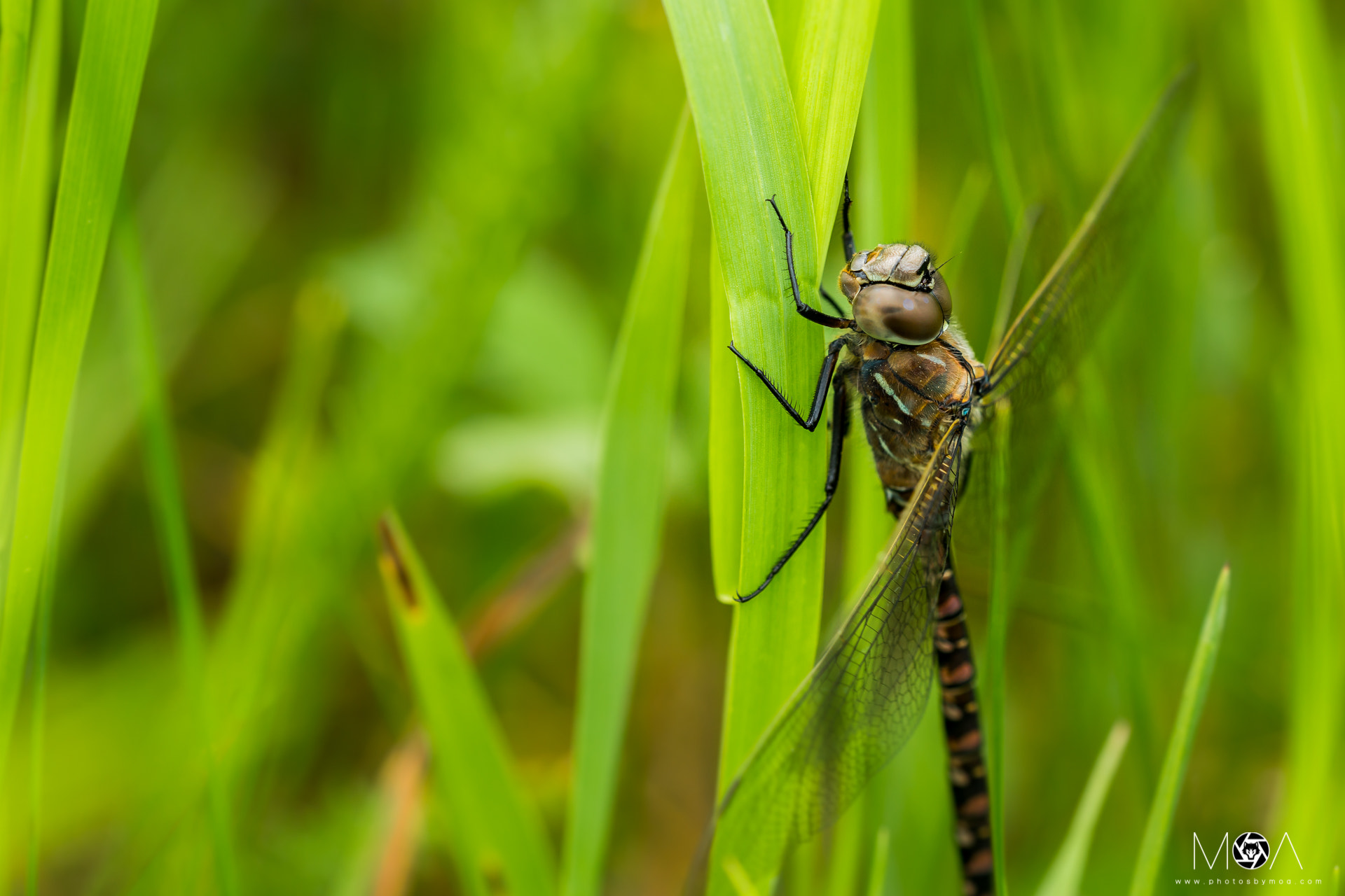 Sigma 150mm f/2.8 EX DG OS HSM APO Macro sample photo. Dragonfly photography