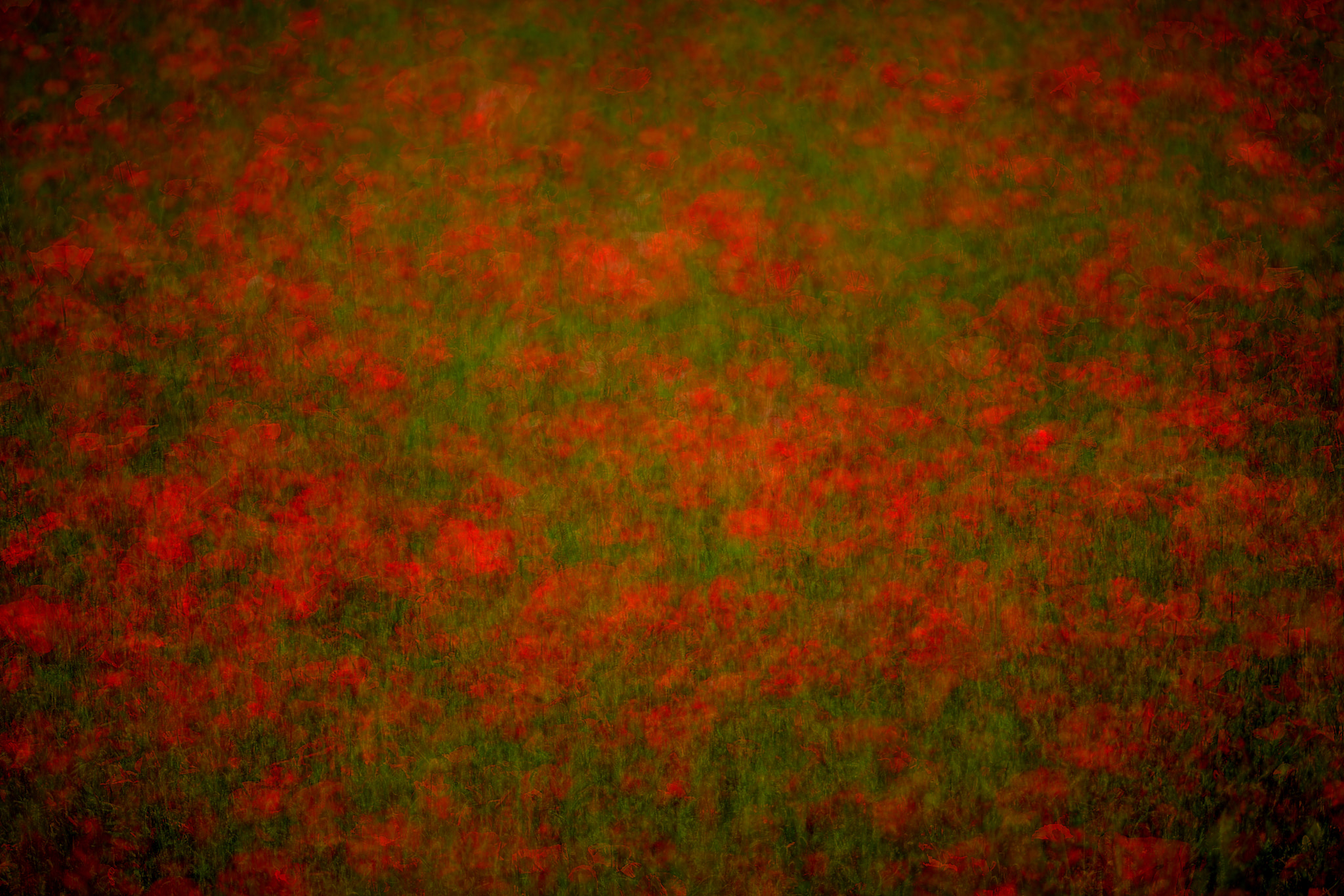 Canon EF 100mm F2.8 Macro USM sample photo. Opium poppy photography