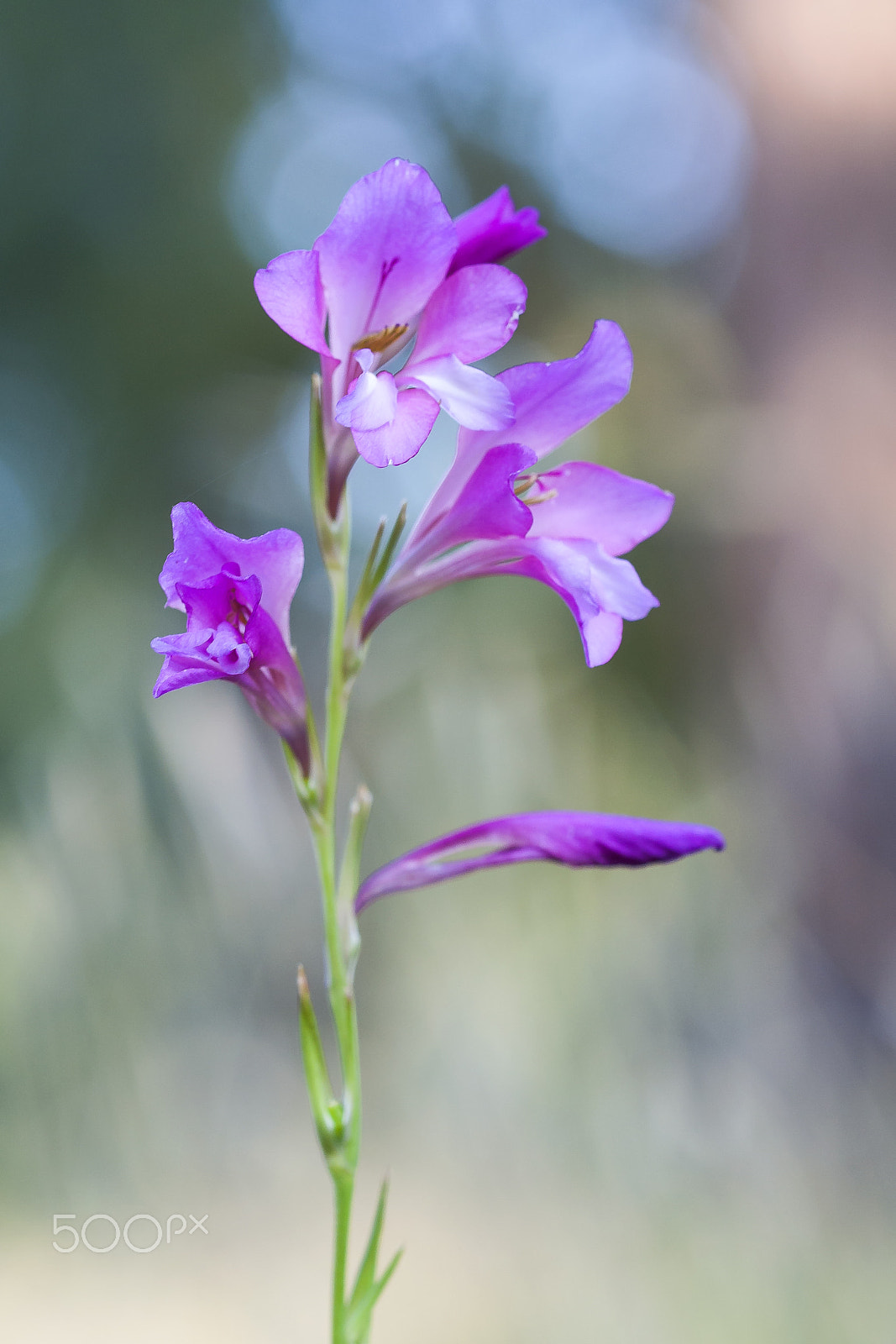 Canon EF 100mm F2.8 Macro USM sample photo. 20160521 doñana - 411 photography