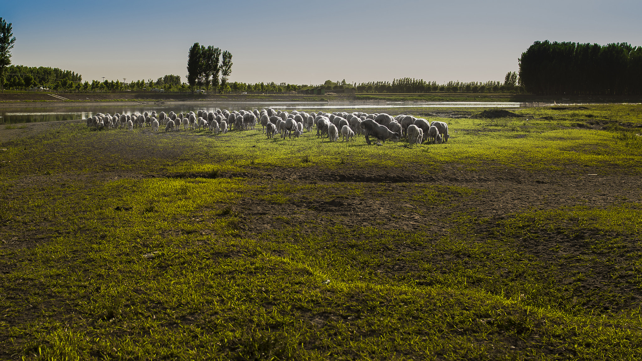 Nikon D800E sample photo. Pasture photography