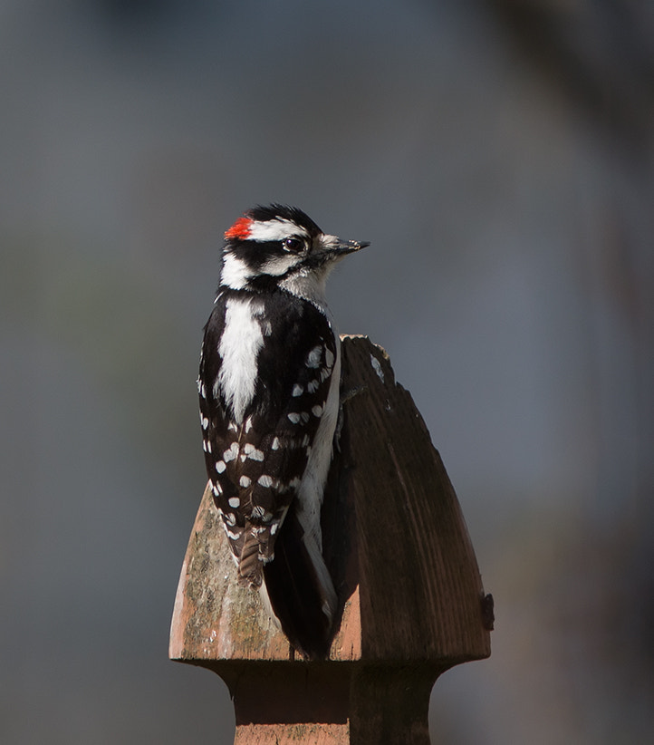 Canon EOS 70D + Canon EF 300mm F4L IS USM sample photo. Downy woodpecker on the fence photography
