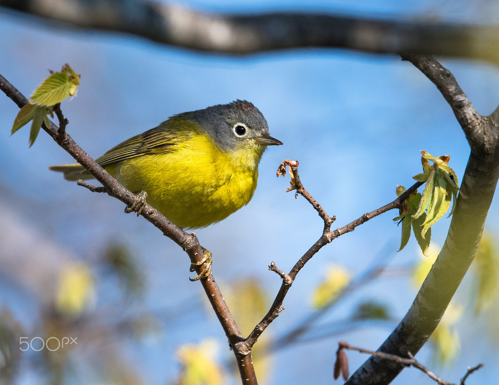 Nikon AF-S Nikkor 500mm F4E FL ED VR sample photo. Nashville warbler photography