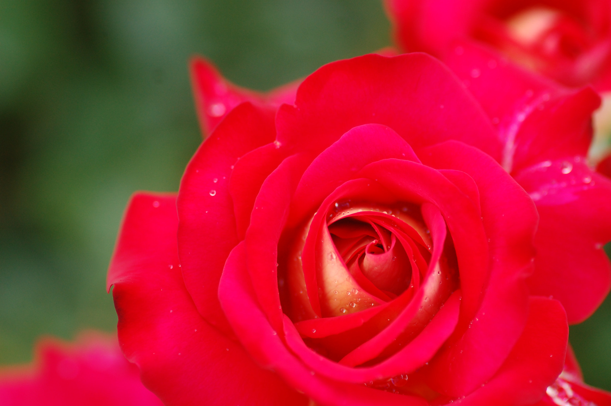Nikon D40 sample photo. Deep...... photography