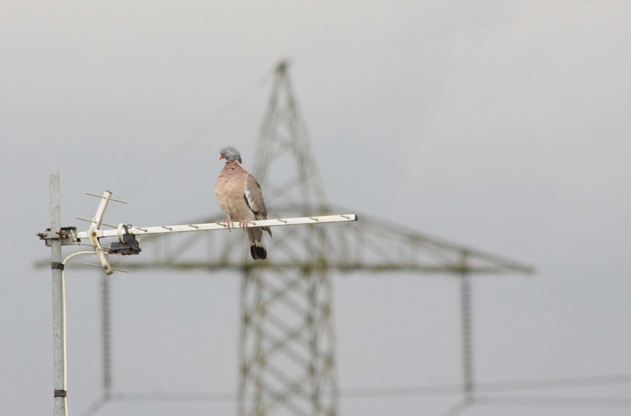 HD Pentax DA 55-300mm F4.0-5.8 ED WR sample photo. Urban forest photography