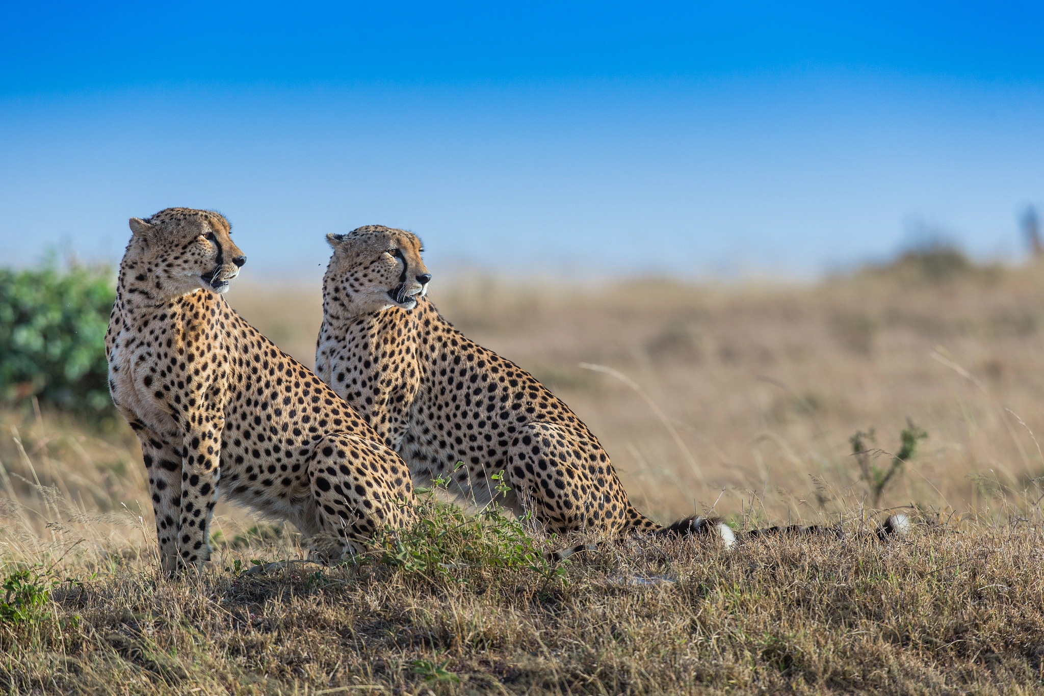Canon EF 400mm F2.8L IS USM sample photo. On sigh photography