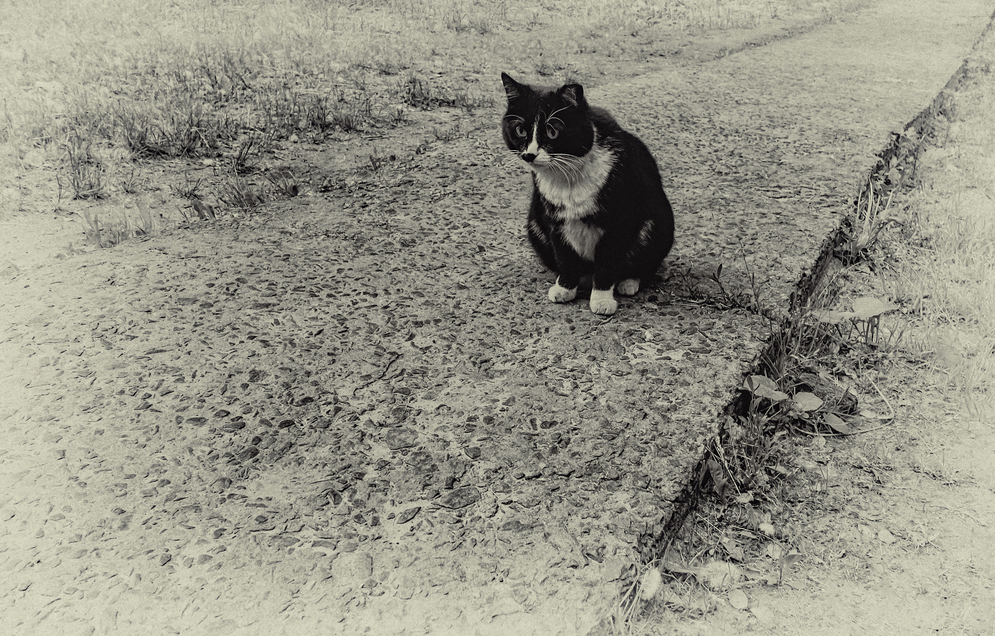 Canon EF-S 10-18mm F4.5–5.6 IS STM sample photo. Cat photography