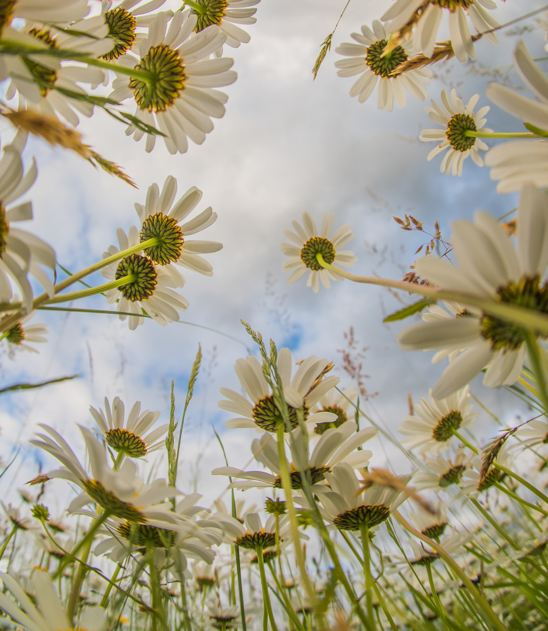 Nikon D750 + Sigma 10mm F2.8 EX DC HSM Diagonal Fisheye sample photo. Flowerpower photography