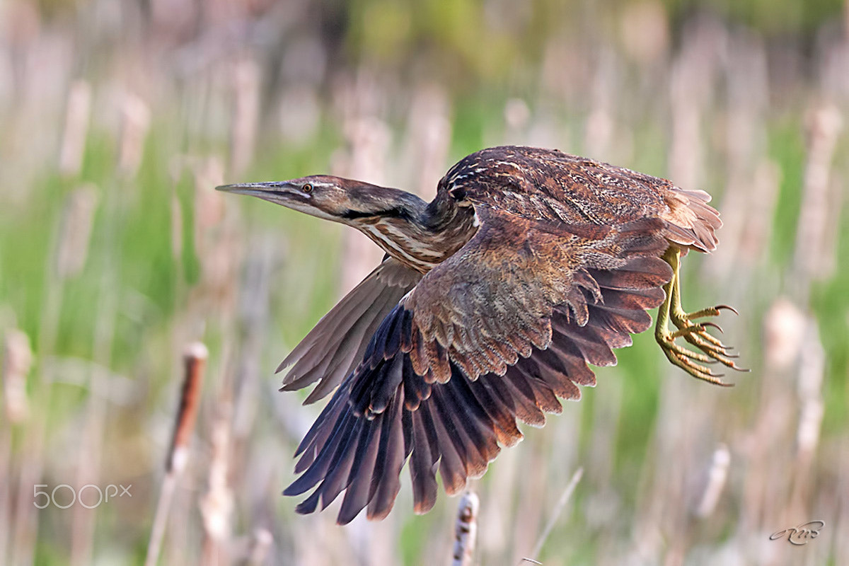 Canon EOS 40D + Canon EF 400mm F5.6L USM sample photo. American bittern photography