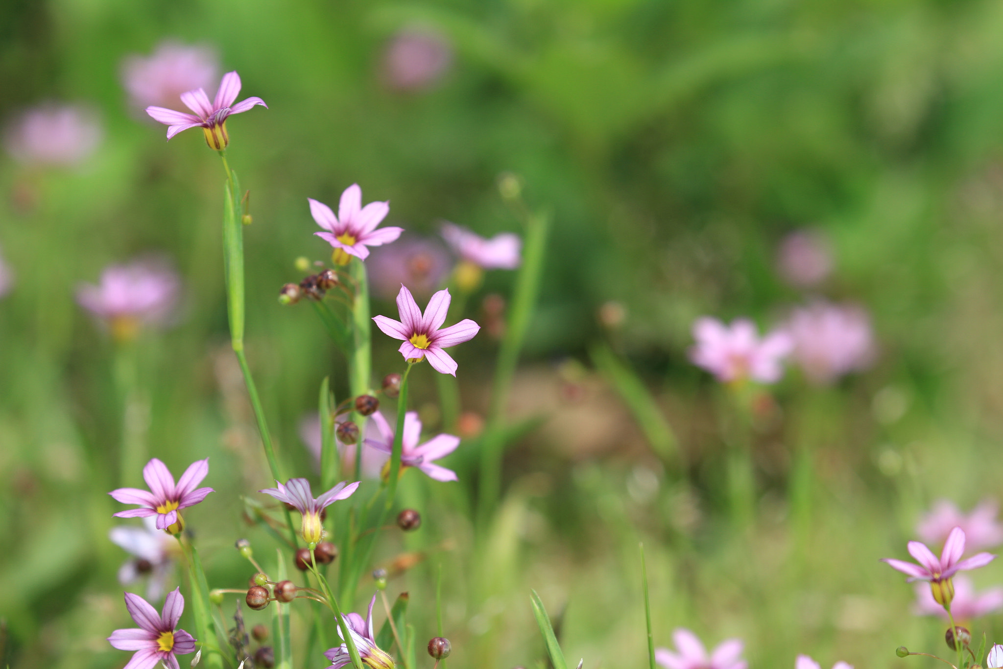 Canon EOS 7D + Canon EF 100-400mm F4.5-5.6L IS II USM sample photo. 野の花 photography