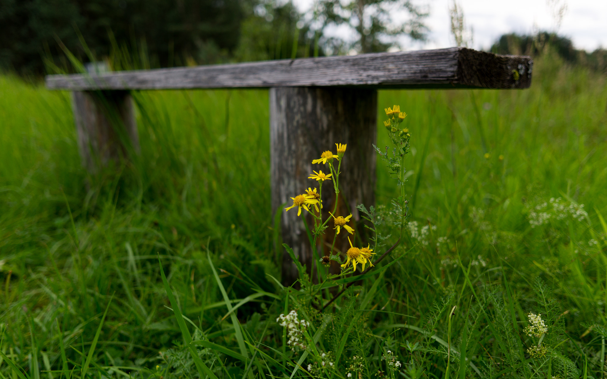 Sony Alpha NEX-5N + Sigma 19mm F2.8 EX DN sample photo. Bench. photography