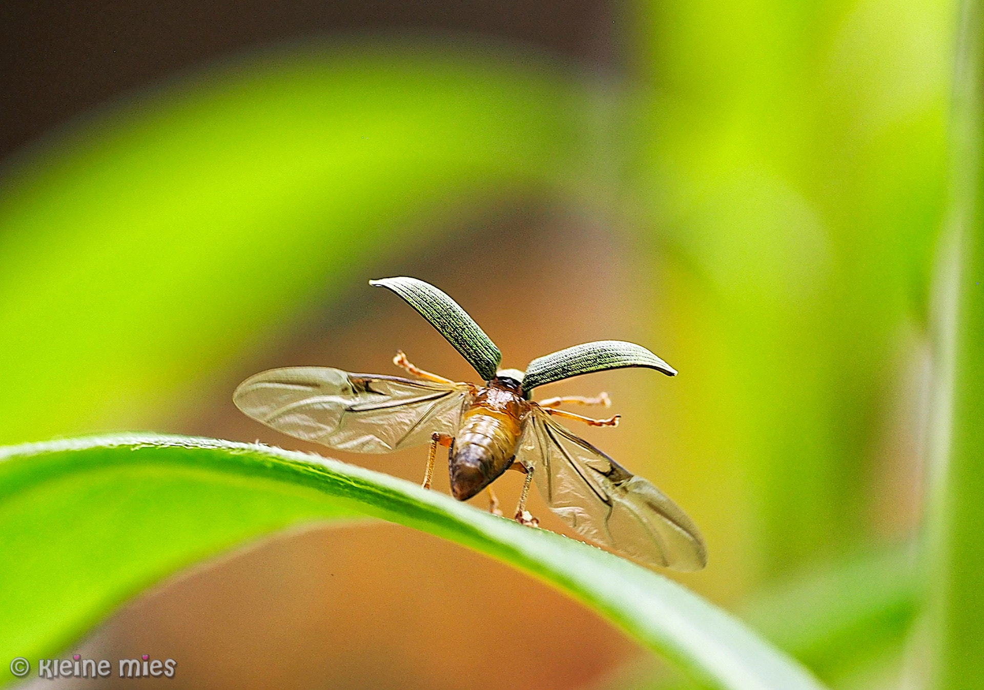 Panasonic Leica DG Macro-Elmarit 45mm F2.8 ASPH OIS sample photo. Yes! i got wings! photography