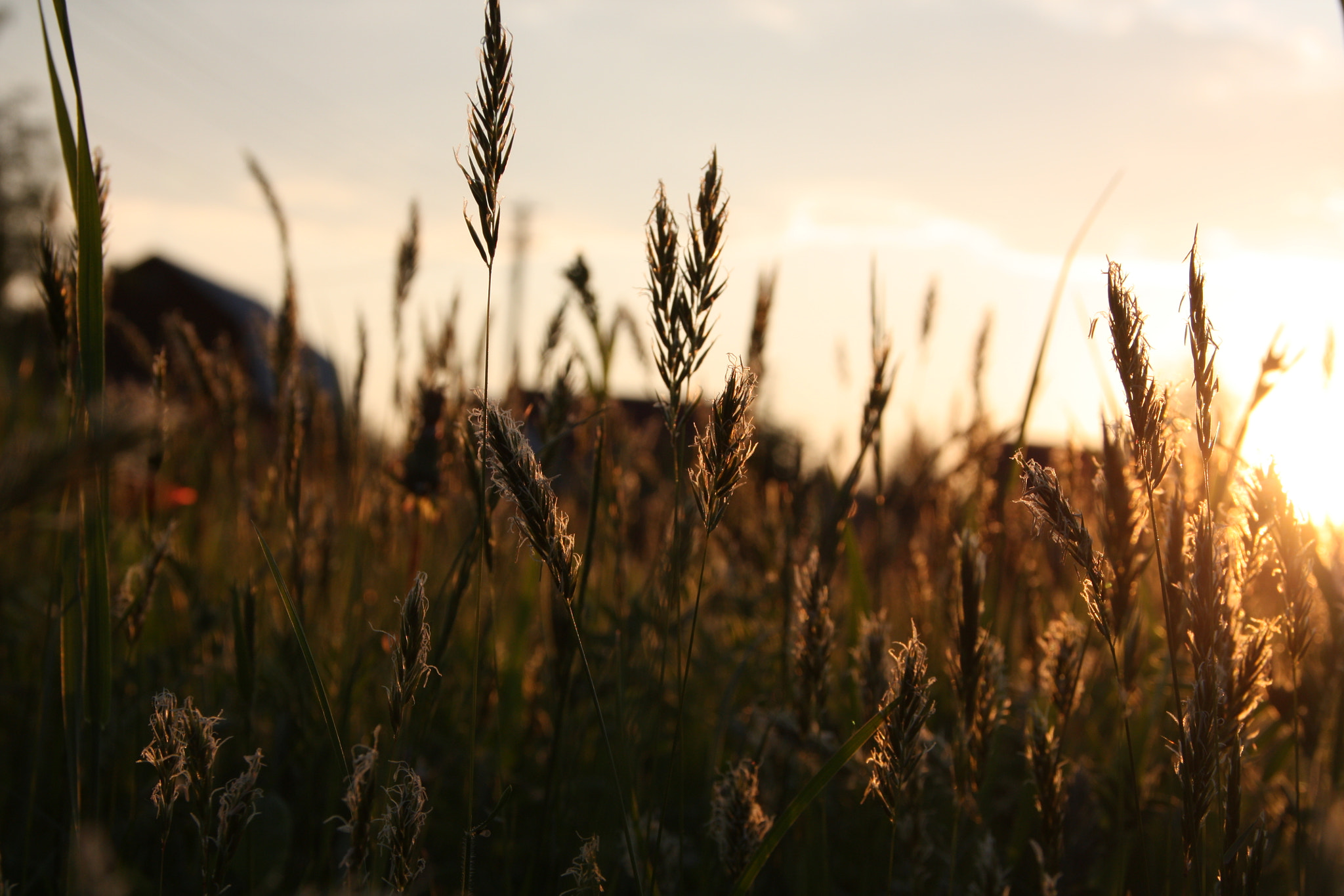 Sigma 18-125mm F3.8-5.6 DC OS HSM sample photo. Летний закат photography