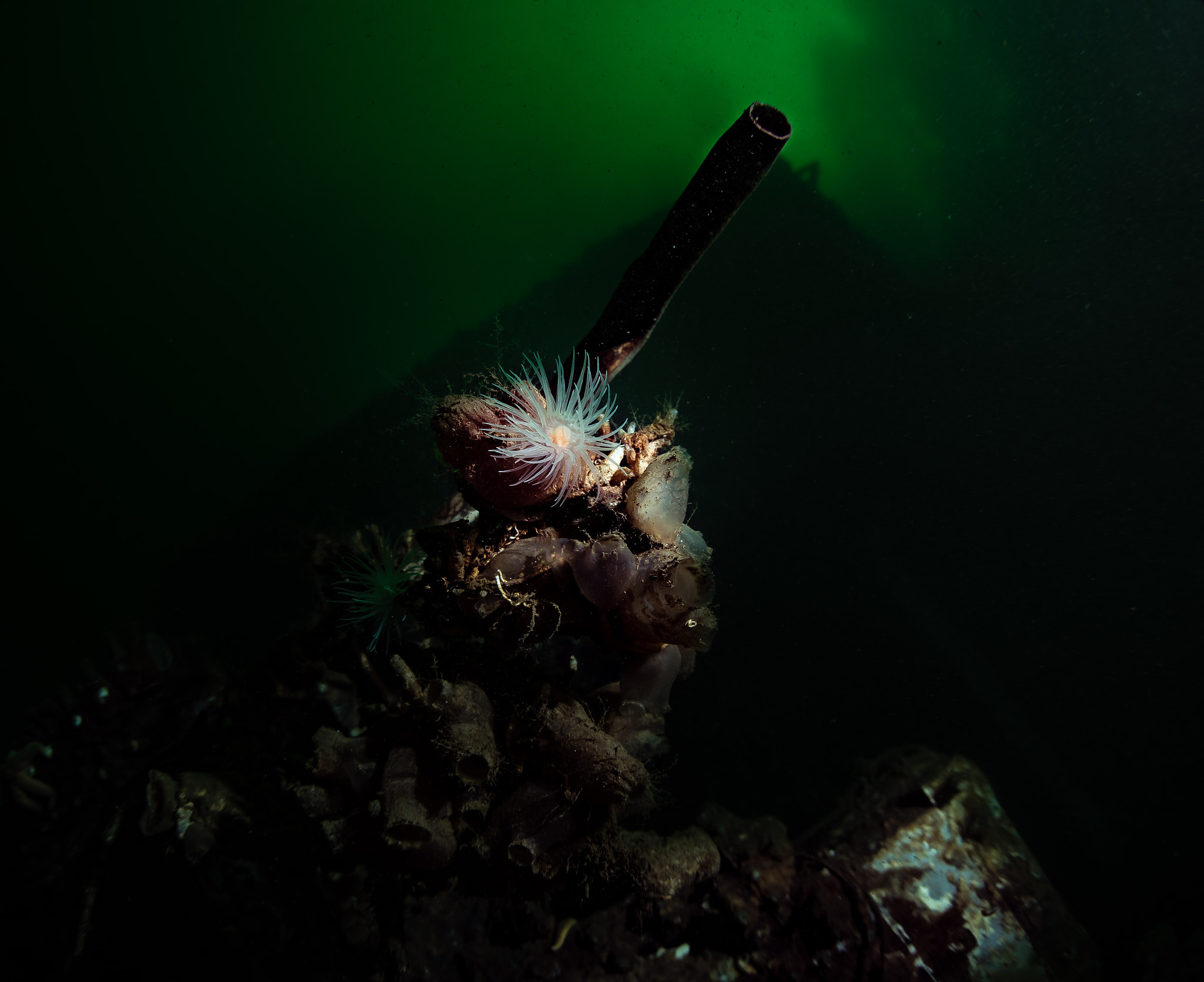 Nikon D750 + Sigma 15mm F2.8 EX DG Diagonal Fisheye sample photo. Shipwrecked anemone photography