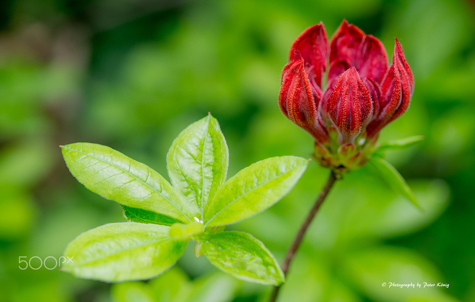 Fujifilm X-M1 + Fujifilm XF 60mm F2.4 R Macro sample photo. Red flower photography