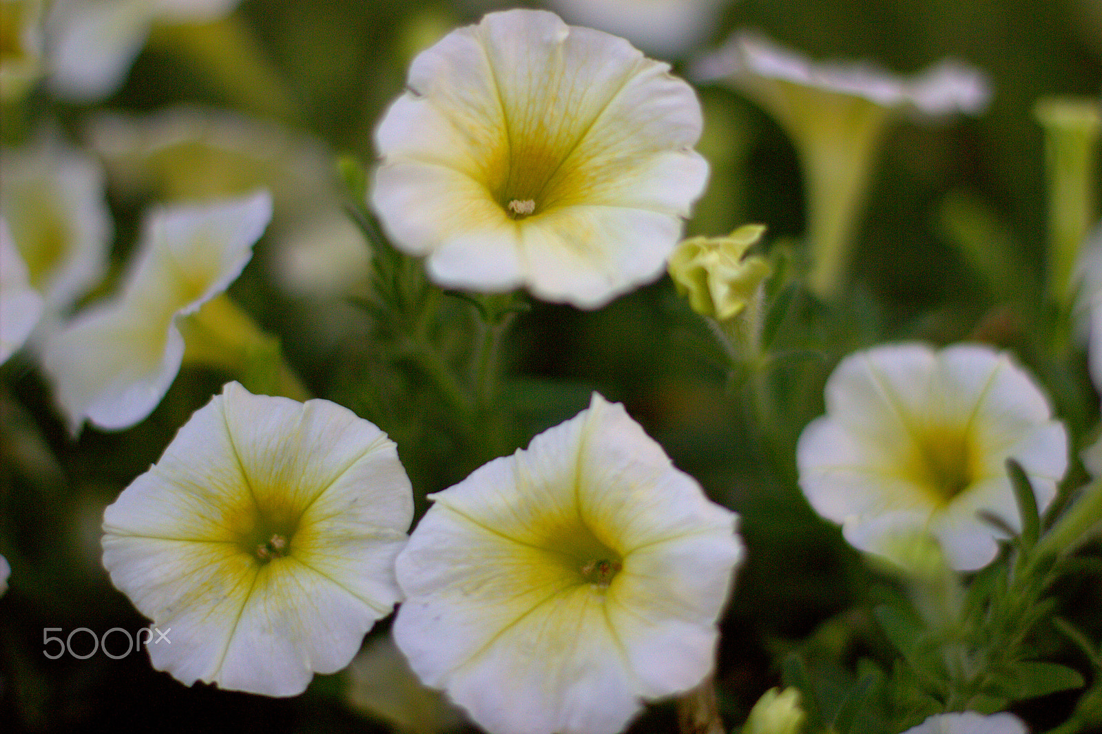 Canon EOS 600D (Rebel EOS T3i / EOS Kiss X5) + Canon EF 50mm F1.4 USM sample photo. Wild flowers photography