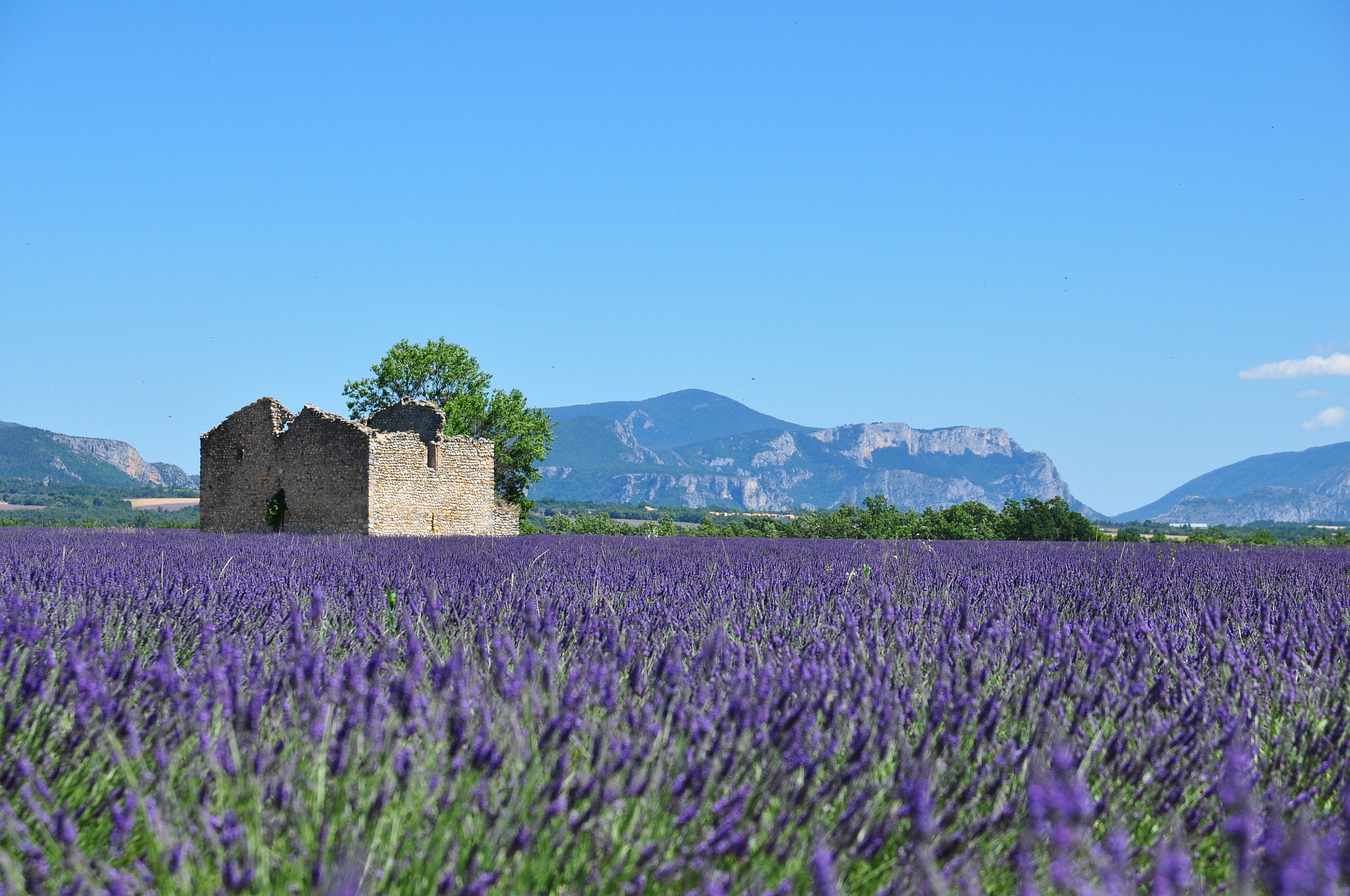 Sigma 17-70mm F2.8-4 DC Macro OS HSM | C sample photo. Lavender fields of valensole photography