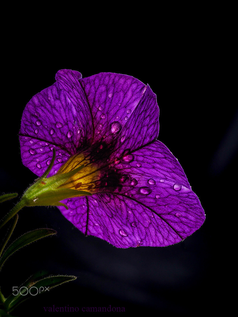 Olympus PEN-F + Olympus M.Zuiko Digital ED 60mm F2.8 Macro sample photo. Drops and visitors on a purple flower photography