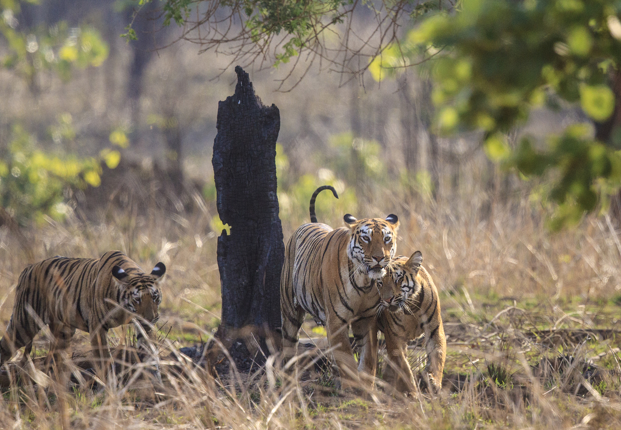 Canon EF 500mm F4L IS II USM sample photo. Bengal tigress and cubs photography