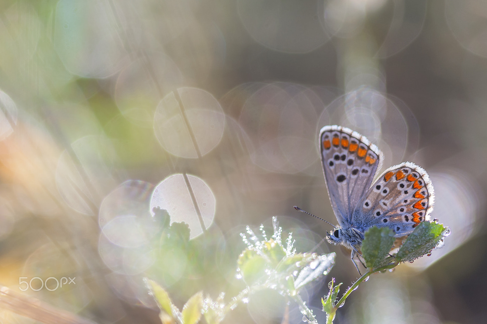 Canon EF 100mm F2.8 Macro USM sample photo. 20160529 doñana - 26 photography