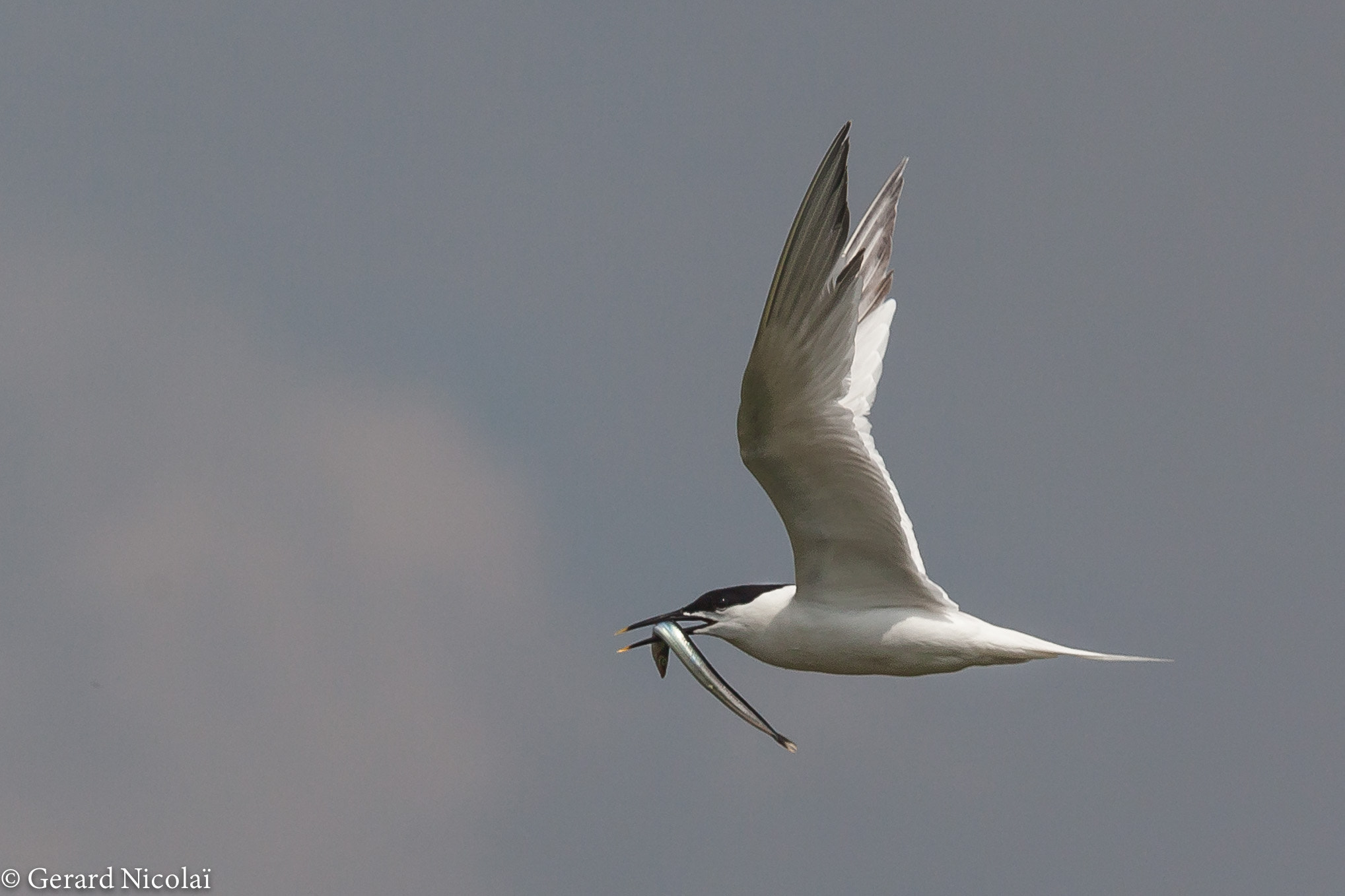 Canon EF 300mm F2.8L IS USM sample photo. Sandwich tern on the way home with food photography