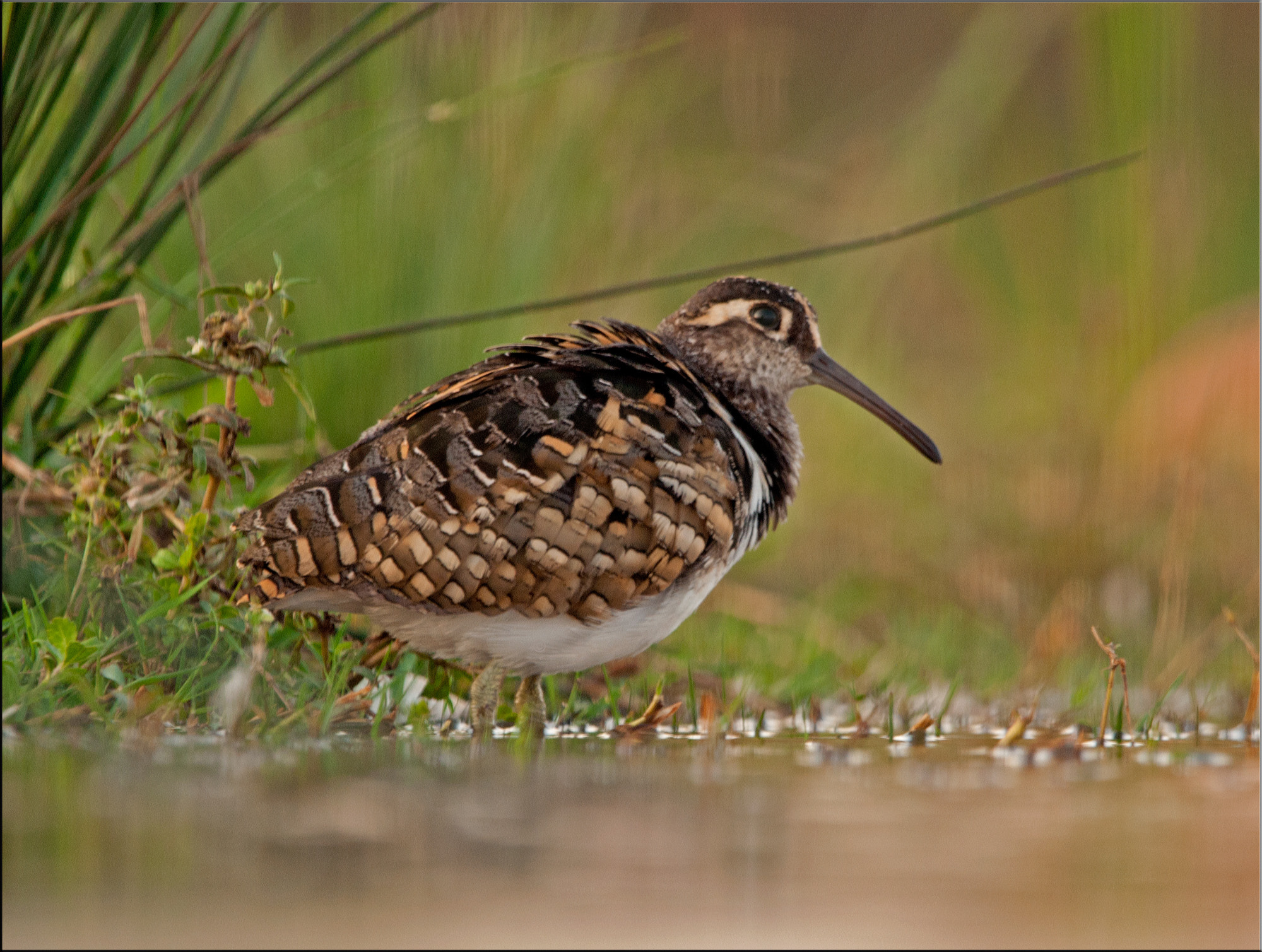 Nikon AF-S Nikkor 400mm F2.8G ED VR II sample photo. Female painted snipe photography