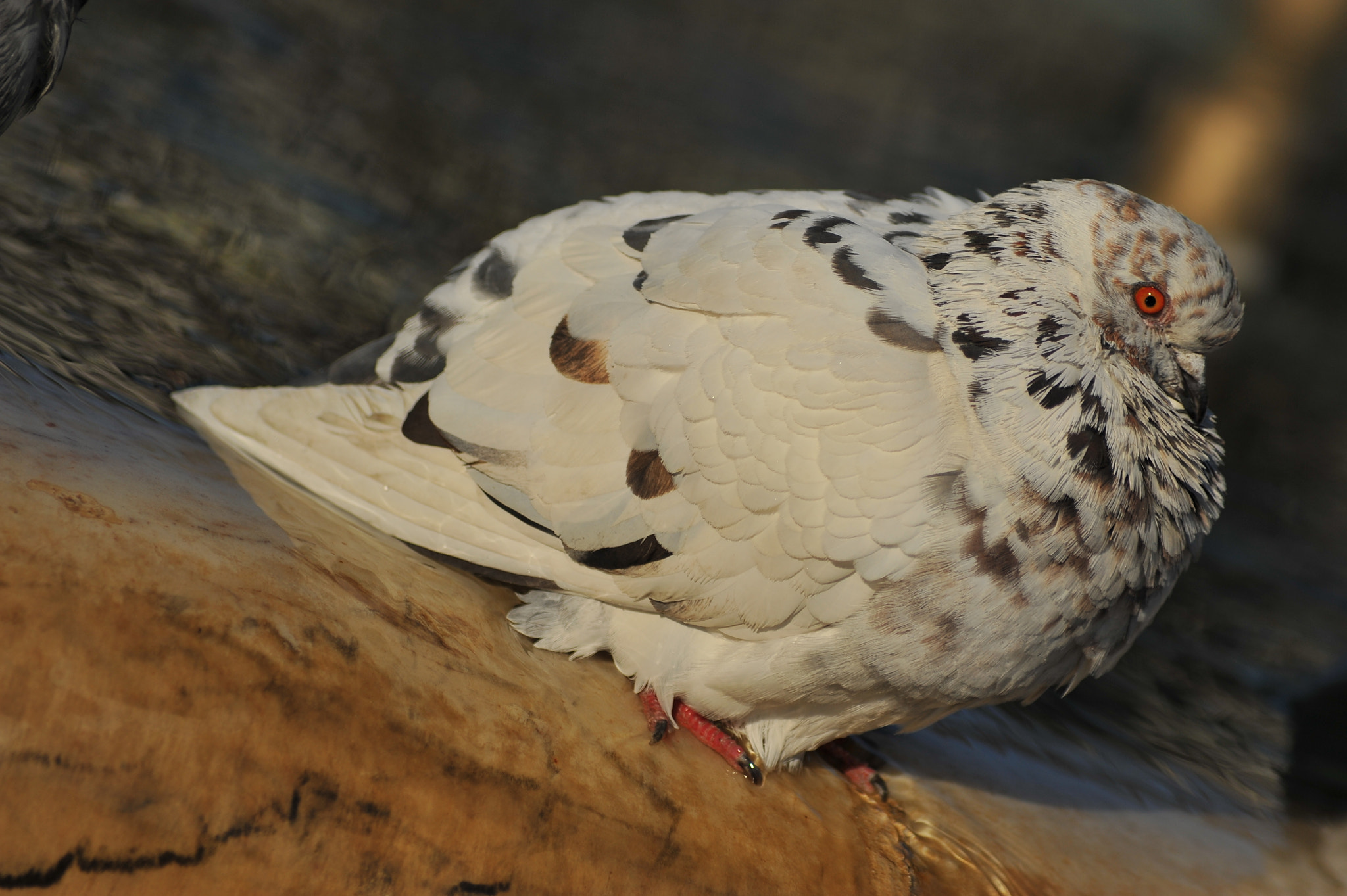 AF Zoom-Nikkor 70-300mm f/4-5.6D ED sample photo. A pigeon sideways.jpg photography