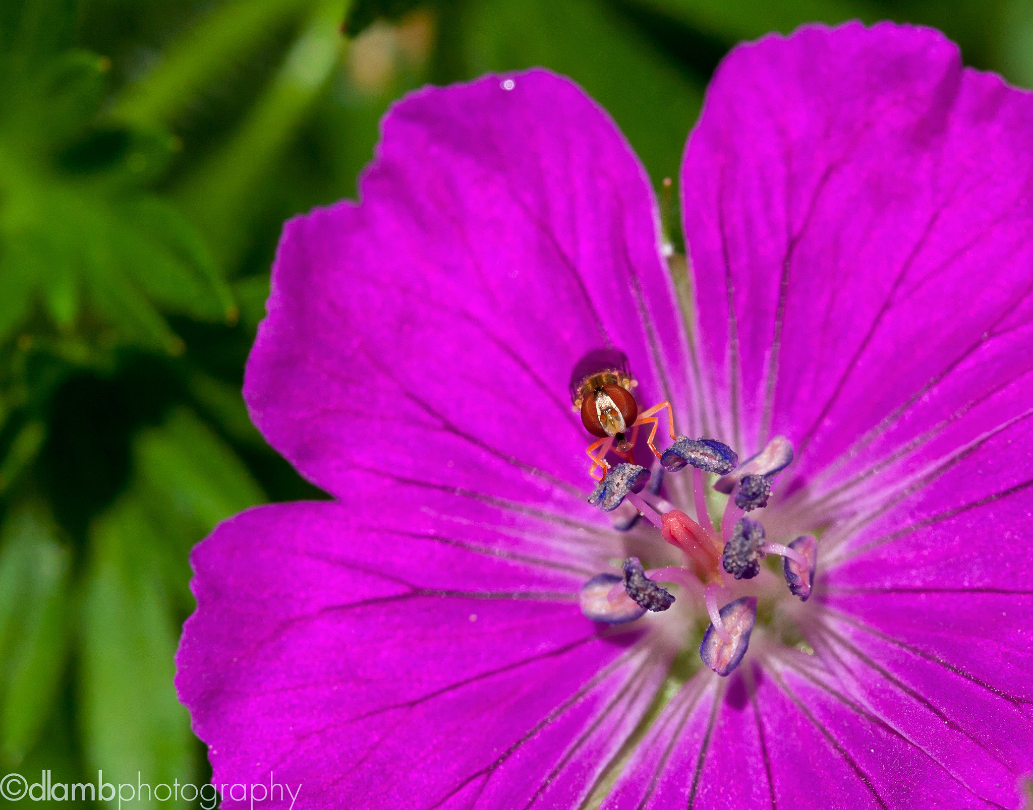 Canon EF-S 60mm F2.8 Macro USM sample photo. Dj hover photography