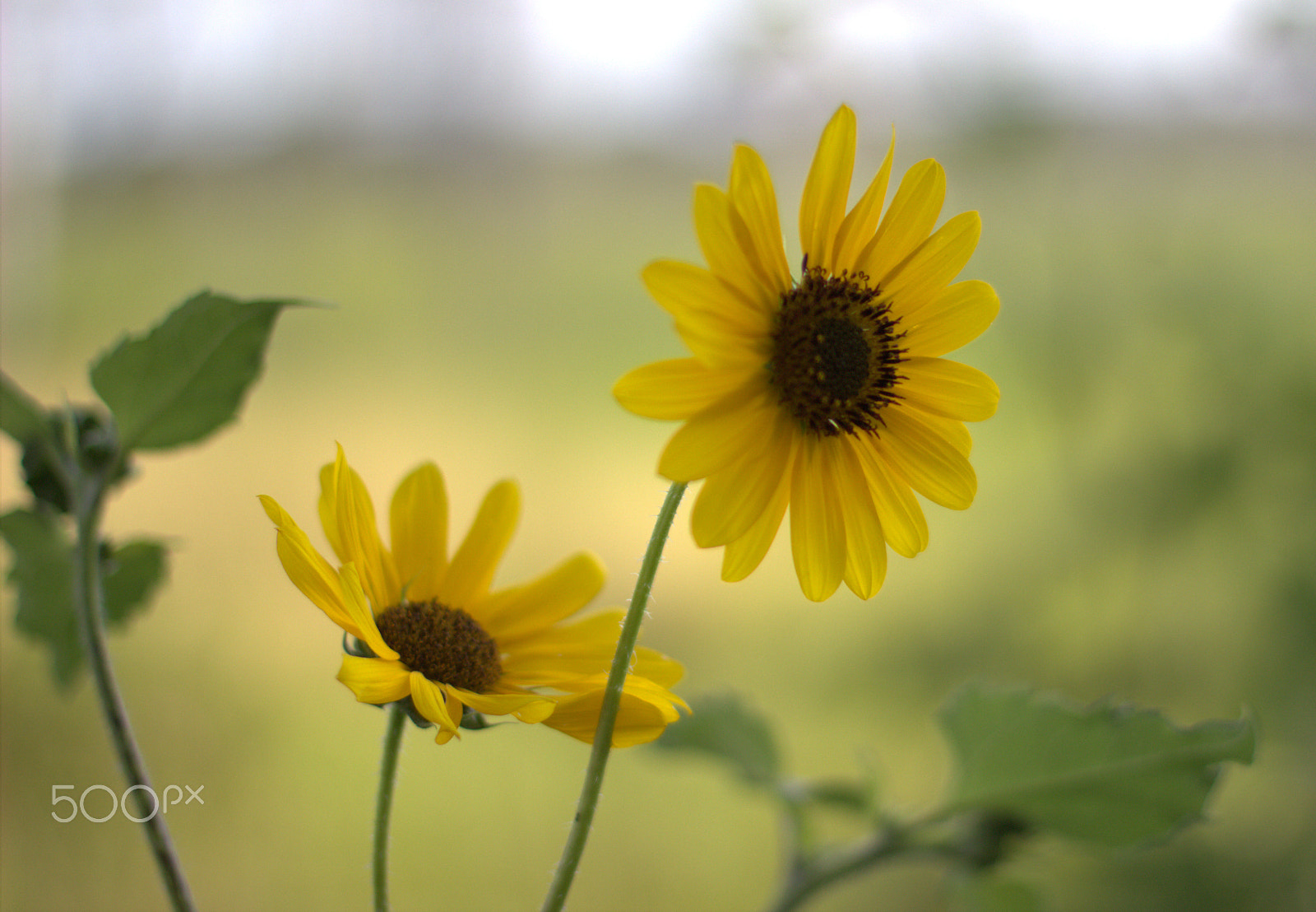 Canon EOS 600D (Rebel EOS T3i / EOS Kiss X5) + Canon EF 50mm F1.4 USM sample photo. Flowers photography