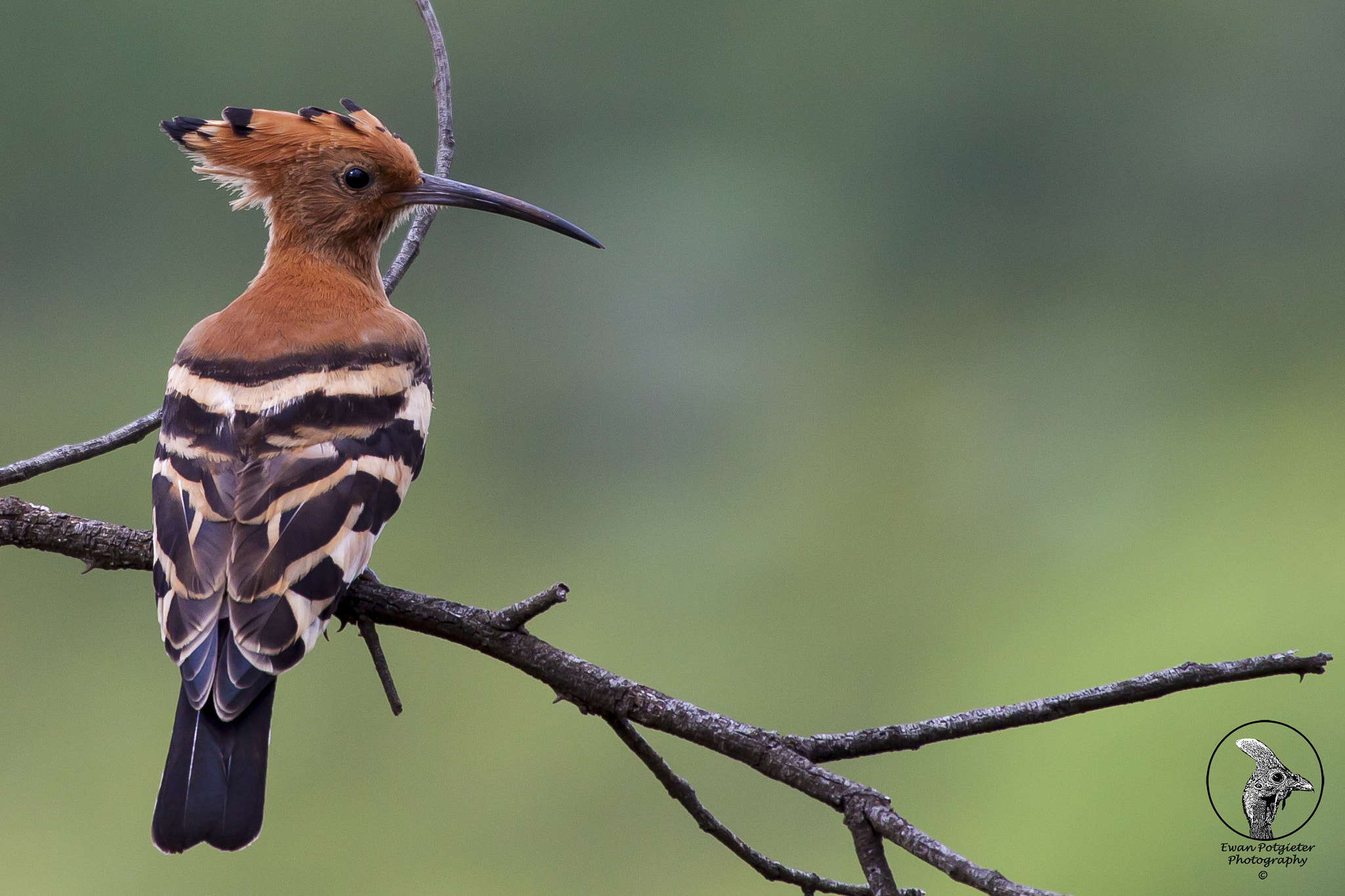 Canon EF 100-400mm F4.5-5.6L IS USM sample photo. African hoopoe photography