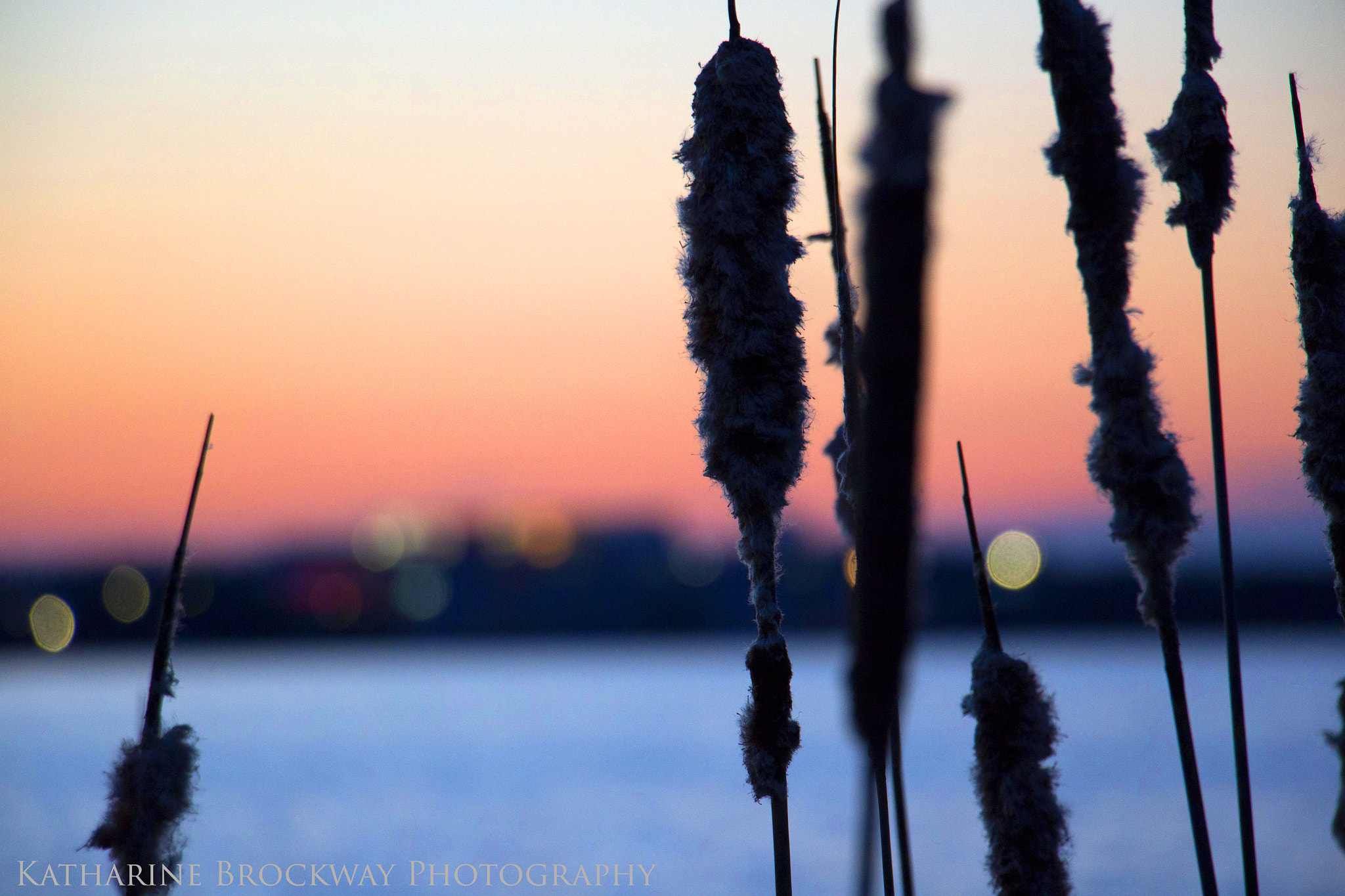 Canon EOS M sample photo. Cattails at sunset photography