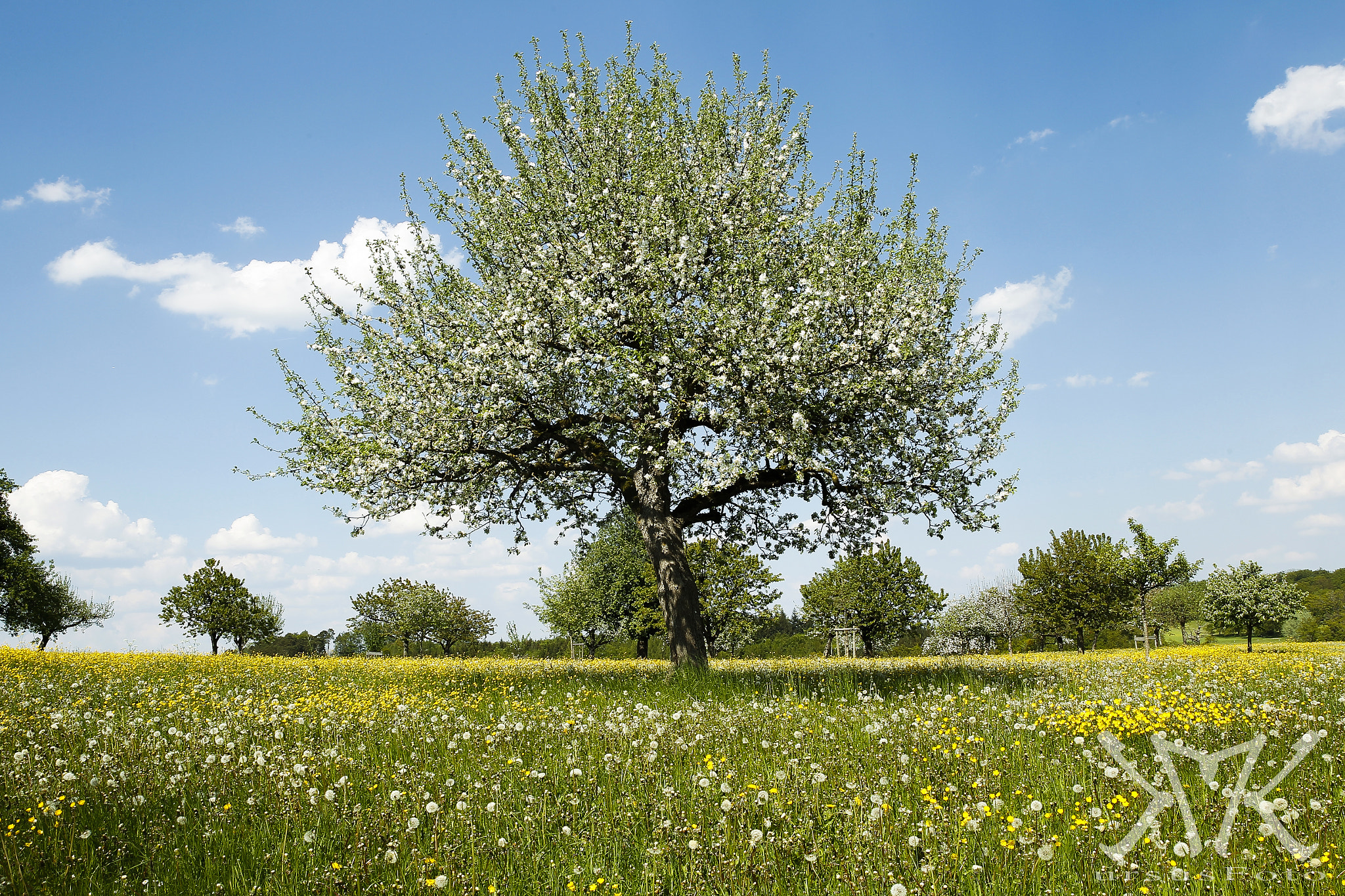 Canon EOS-1D Mark IV + Canon EF 24-70mm F2.8L II USM sample photo. Fruit tree in flowering meadow photography