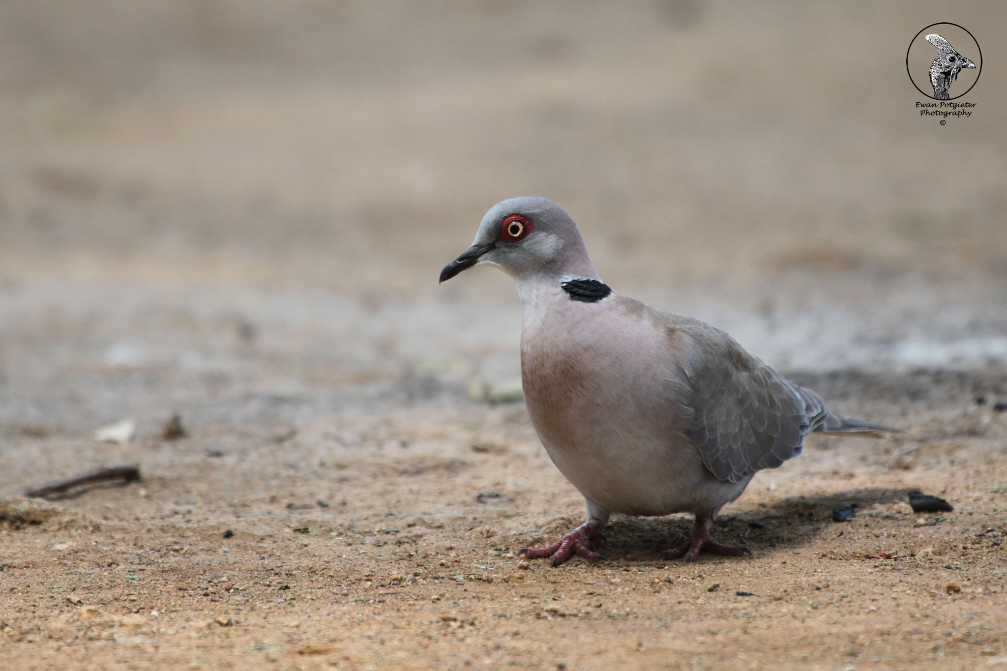 Canon EF 100-400mm F4.5-5.6L IS USM sample photo. Dove photography