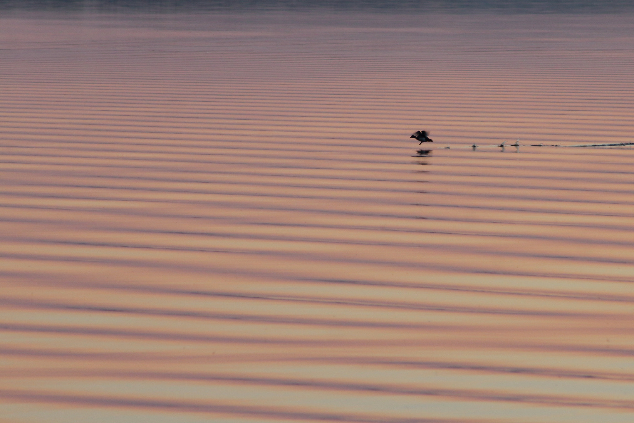 Canon EF 70-210mm f/3.5-4.5 USM sample photo. Sunset flight photography