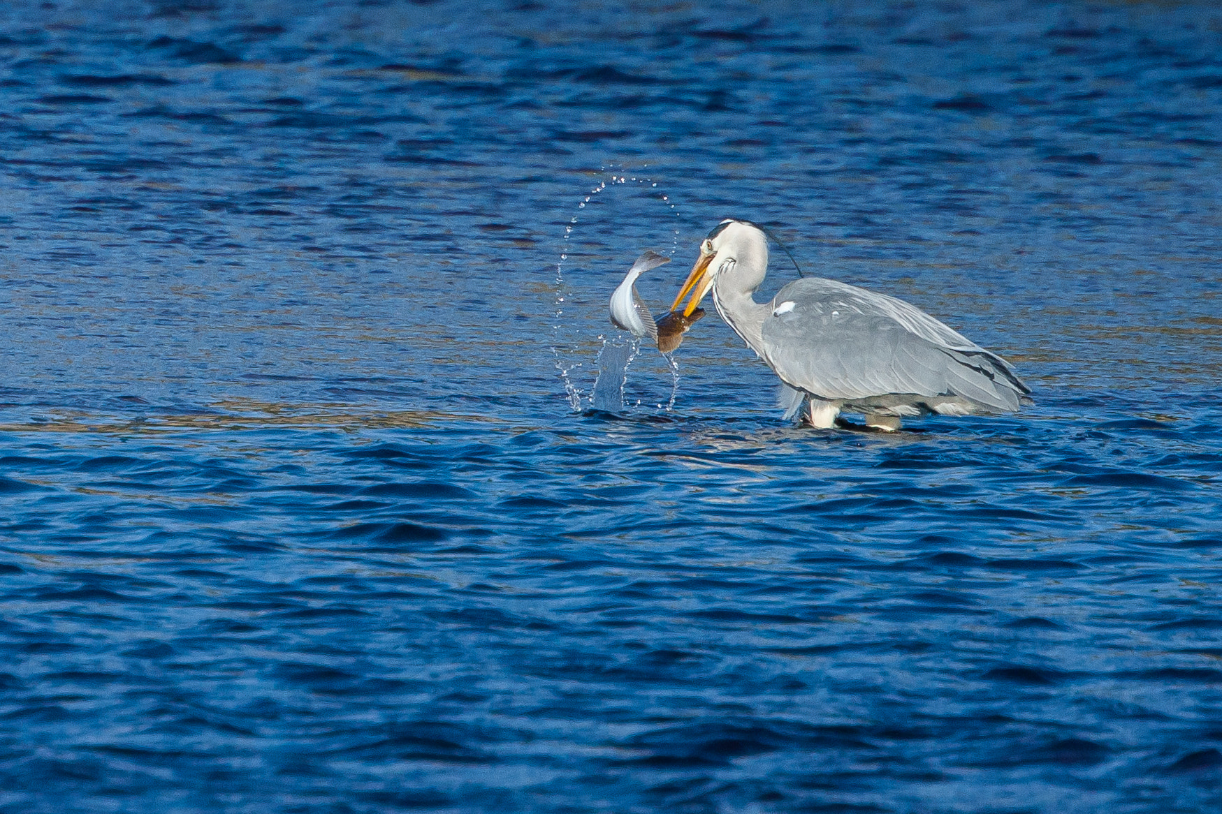 Canon EOS 40D + Canon EF 70-300mm F4.5-5.6 DO IS USM sample photo. Heron catching dinner photography