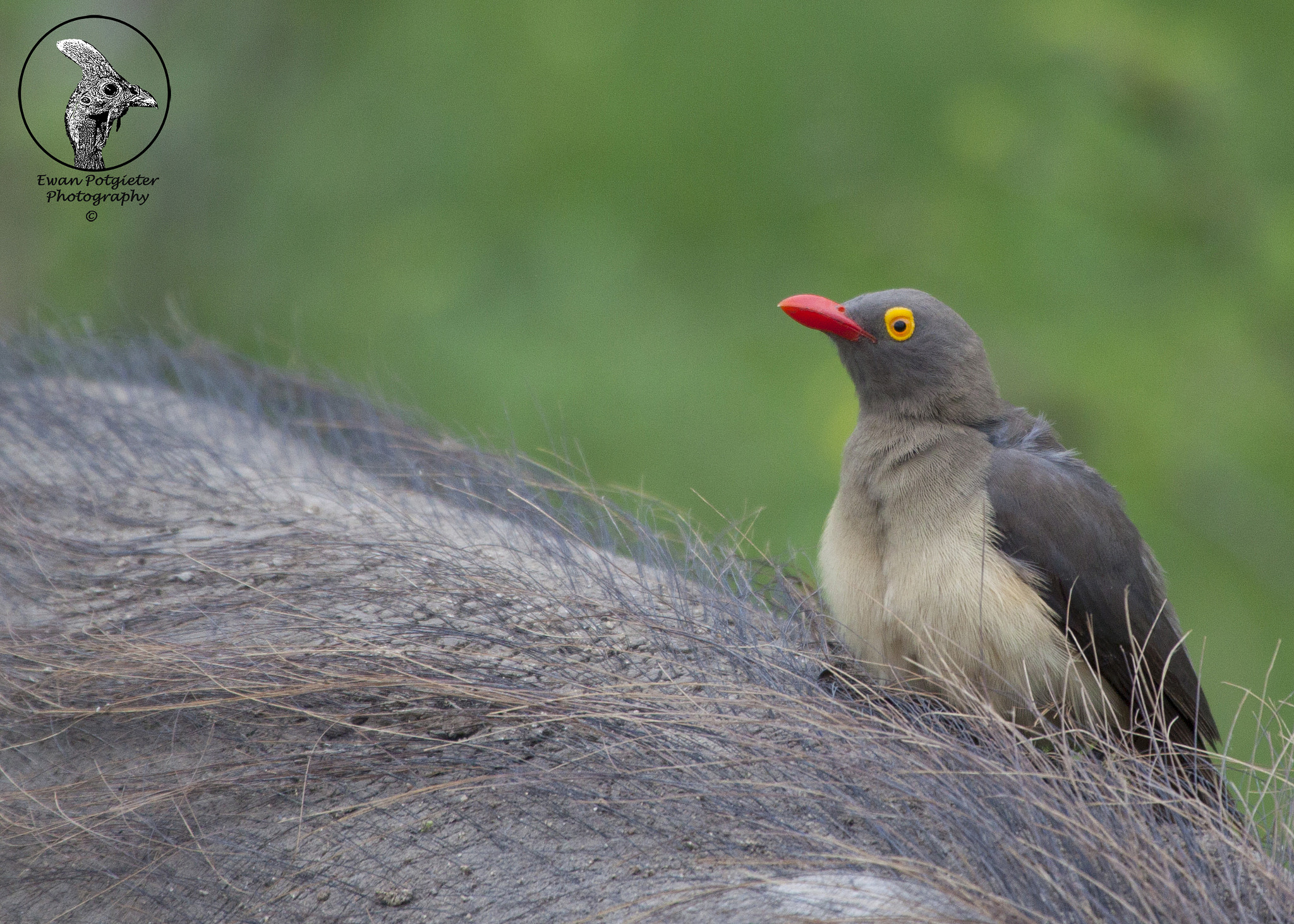 Canon EF 100-400mm F4.5-5.6L IS USM sample photo. Oxpecker on an warthog photography