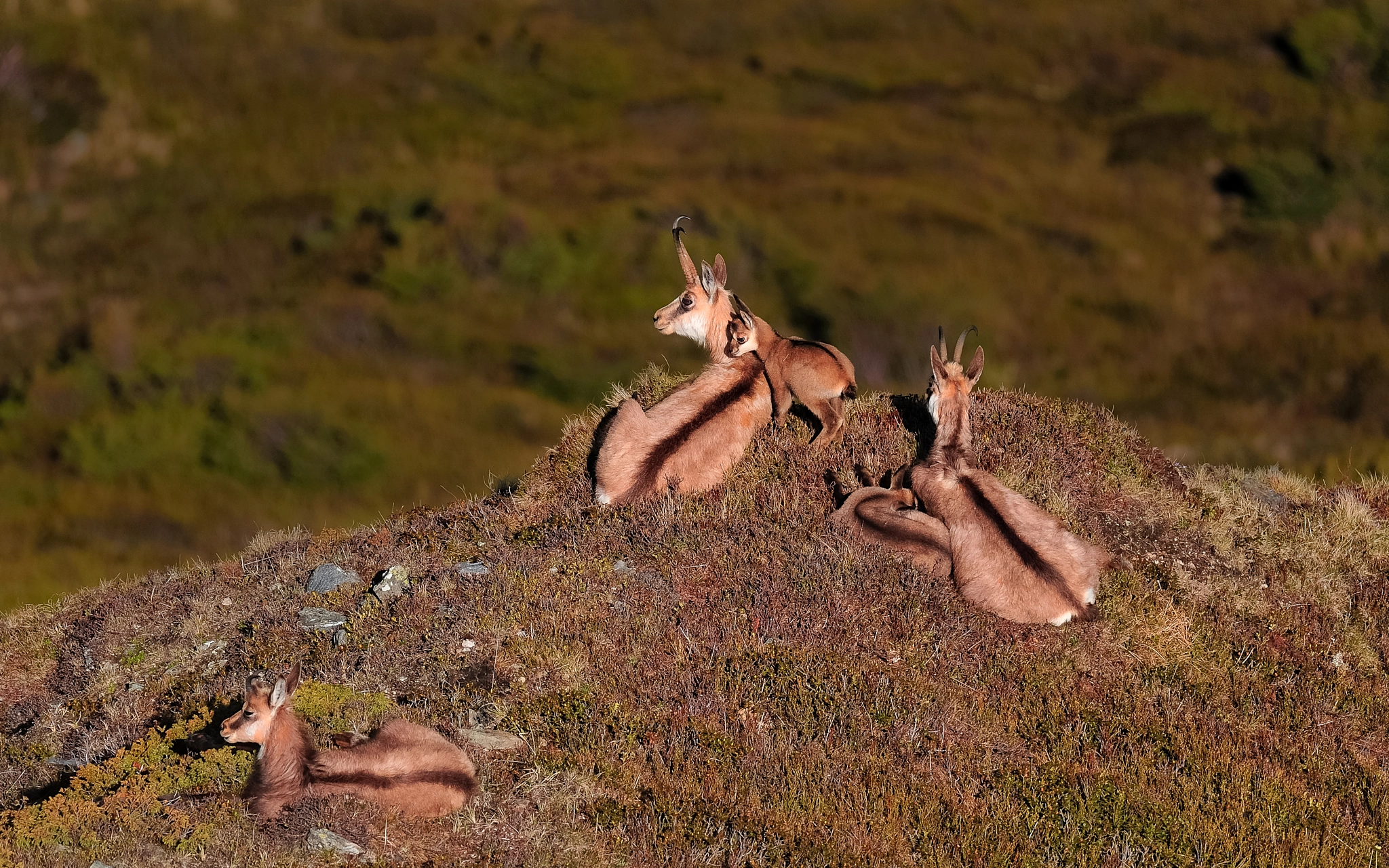 Nikon D3 sample photo. Chamois family photography