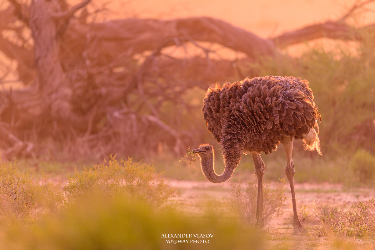 Nikon AF-S Nikkor 500mm F4E FL ED VR sample photo. Ostrich in a last ray of light photography