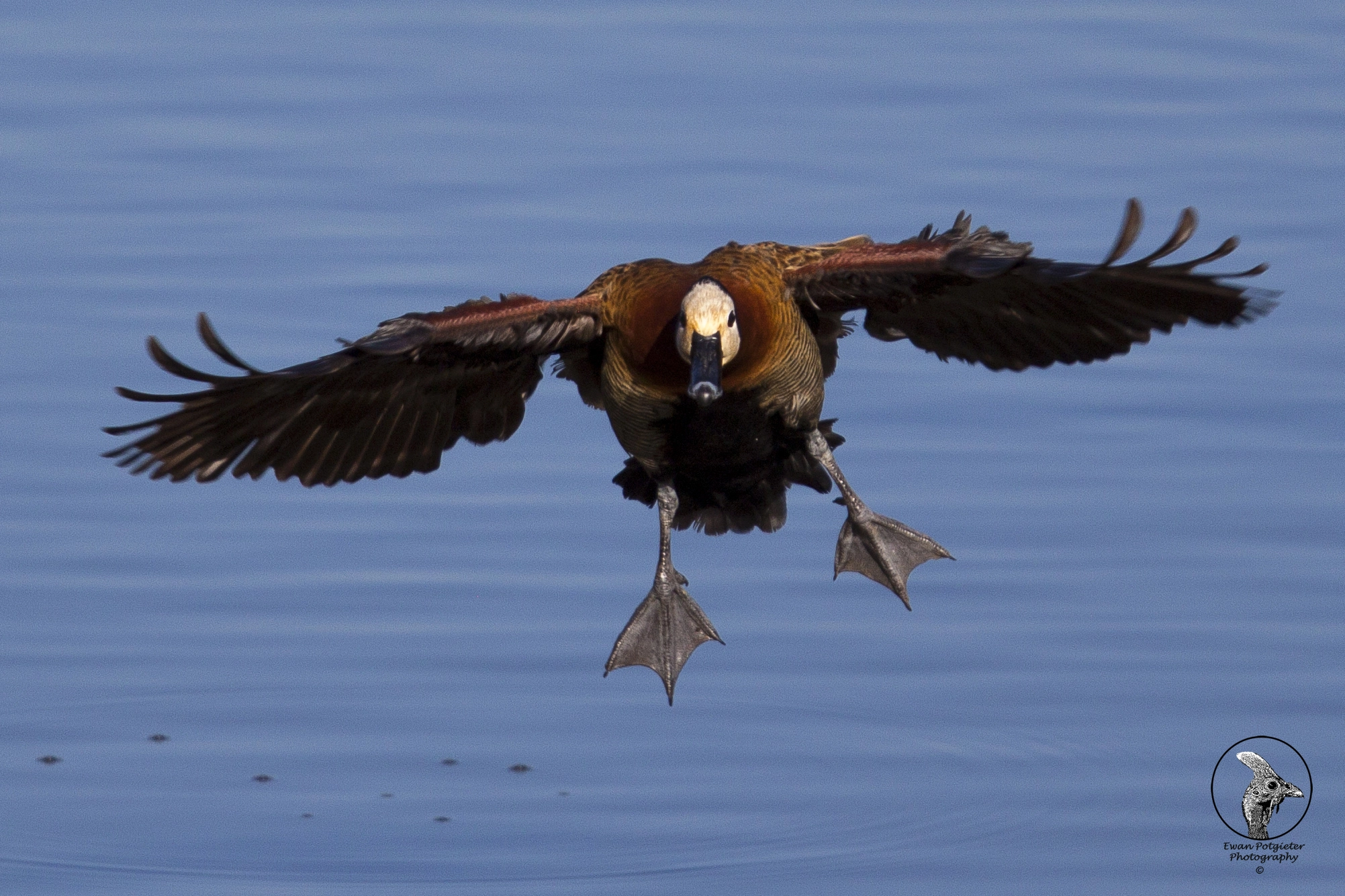 Canon EF 100-400mm F4.5-5.6L IS USM sample photo. Duck coming in hot photography