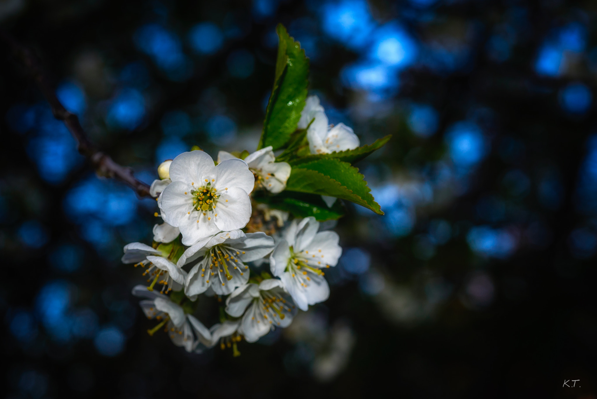 Nikon D610 + Nikon AF Micro-Nikkor 60mm F2.8D sample photo. Blossom in blue photography